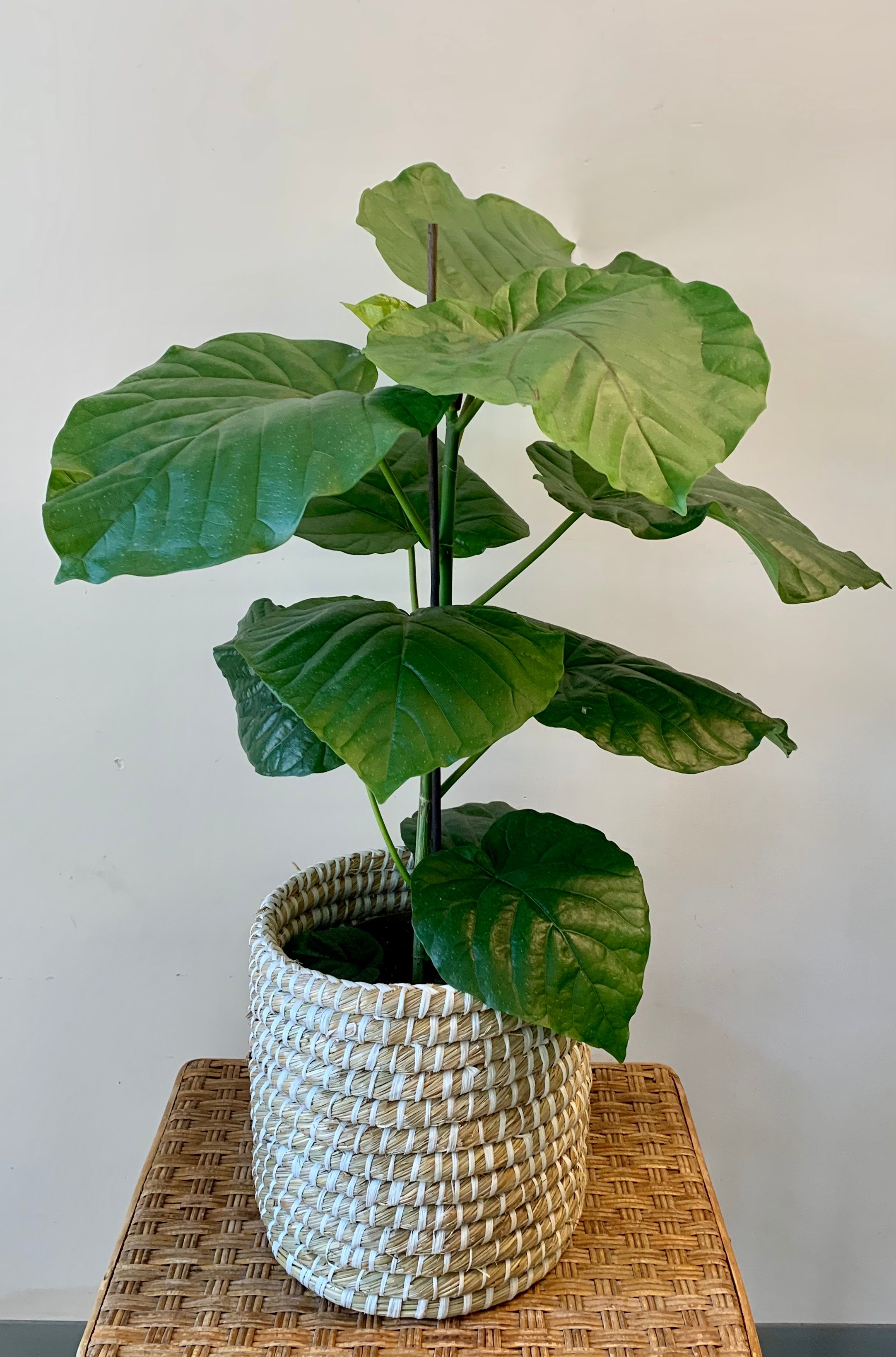 Coiled Plant Basket (7”X8.5”)