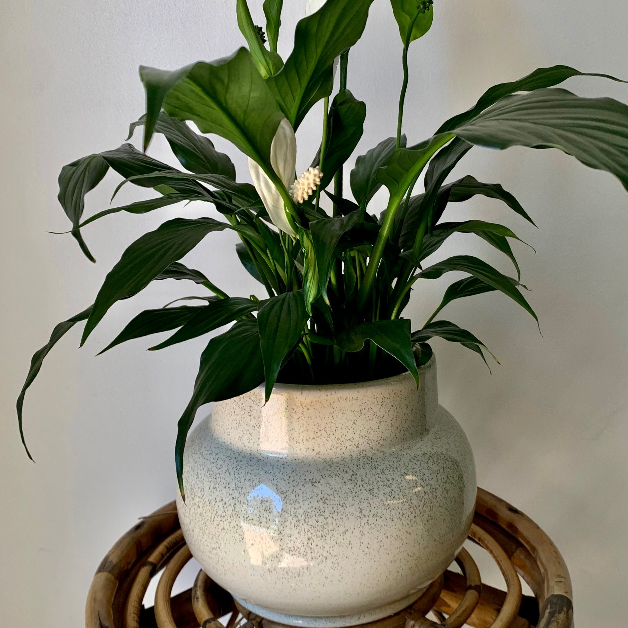 MILA Modern Bulbous Decorative Pot (4"X4.5")