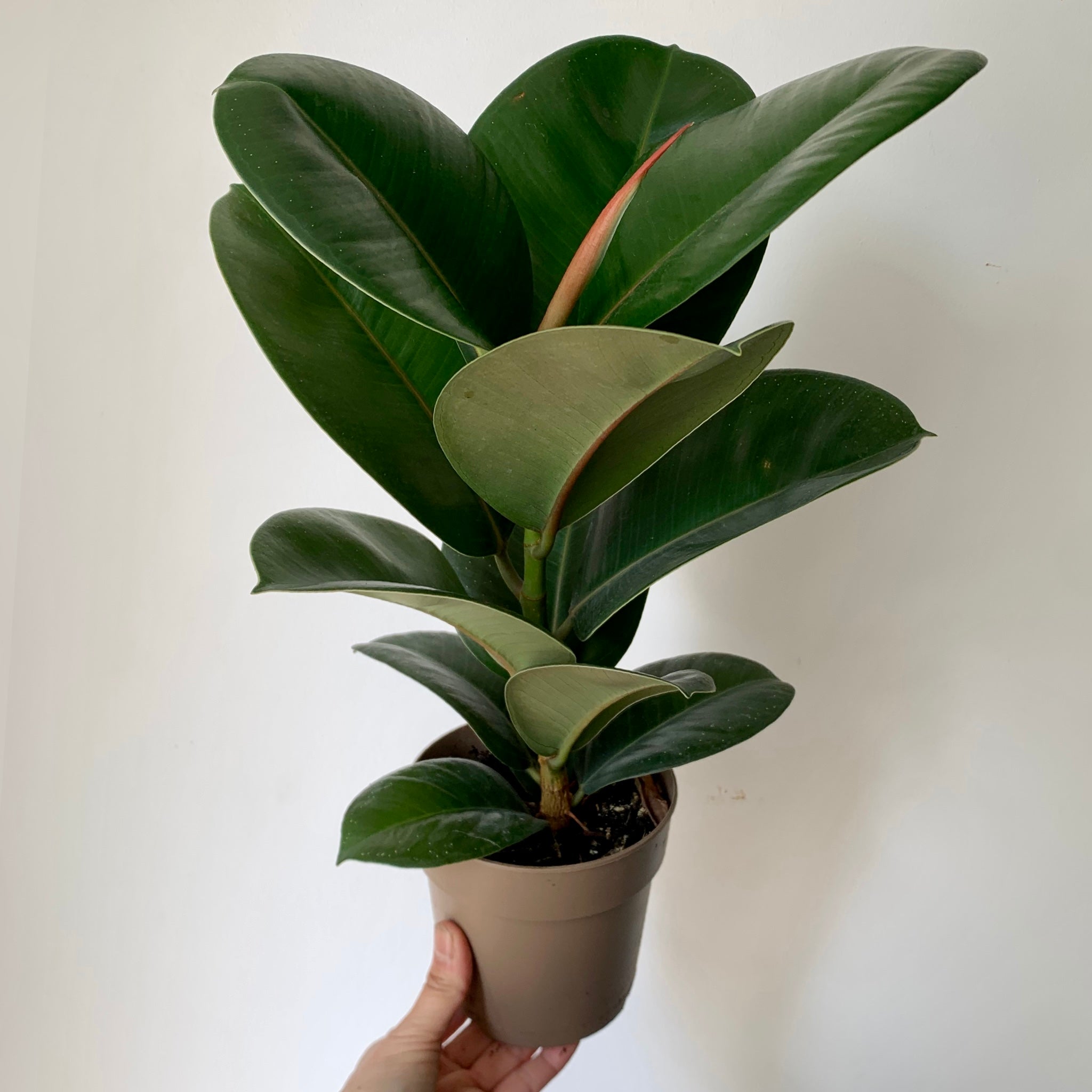 Ficus “Sophia” 5” pot