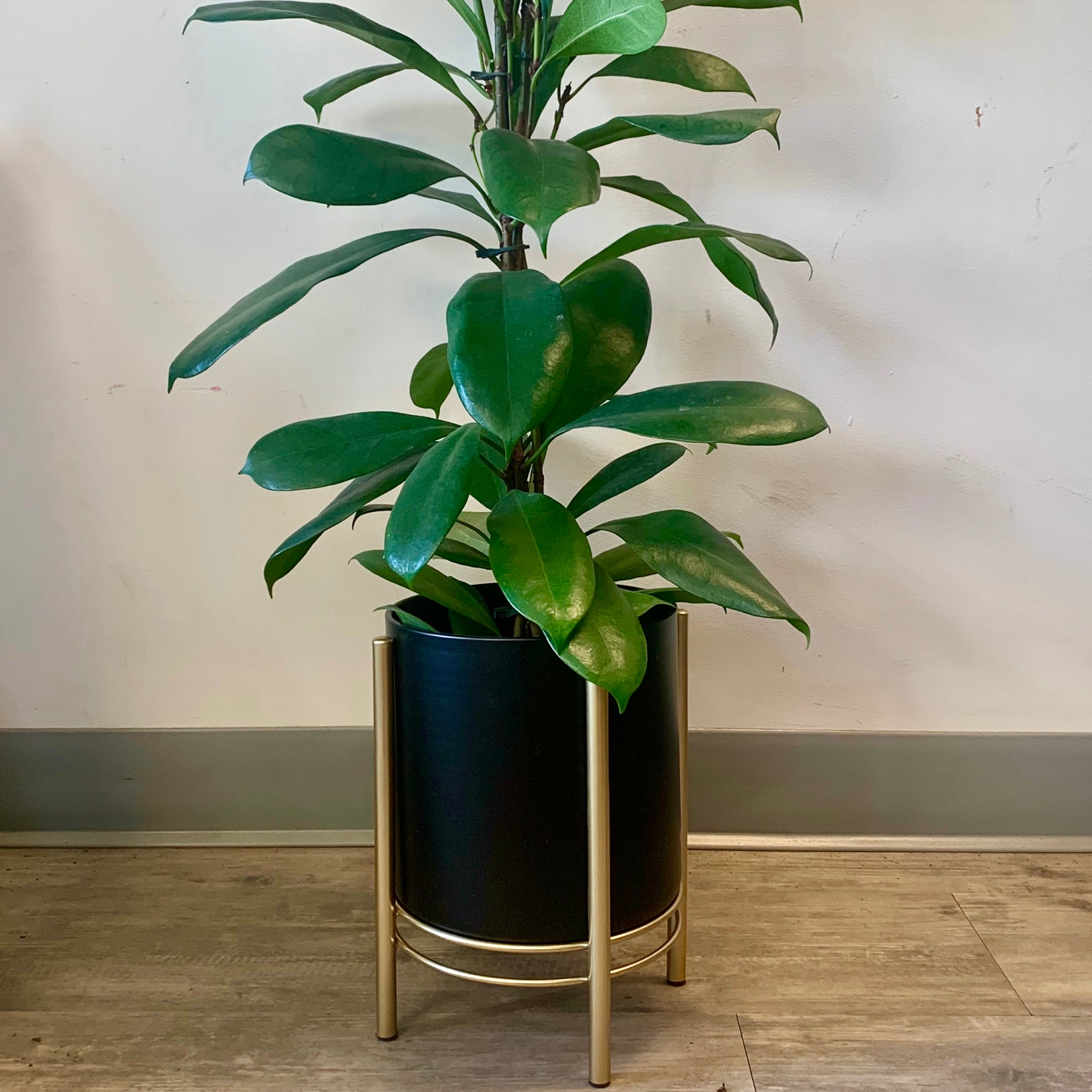 HOLLIS Modern Pot + Stand 6”X7.25” (available in black & white)