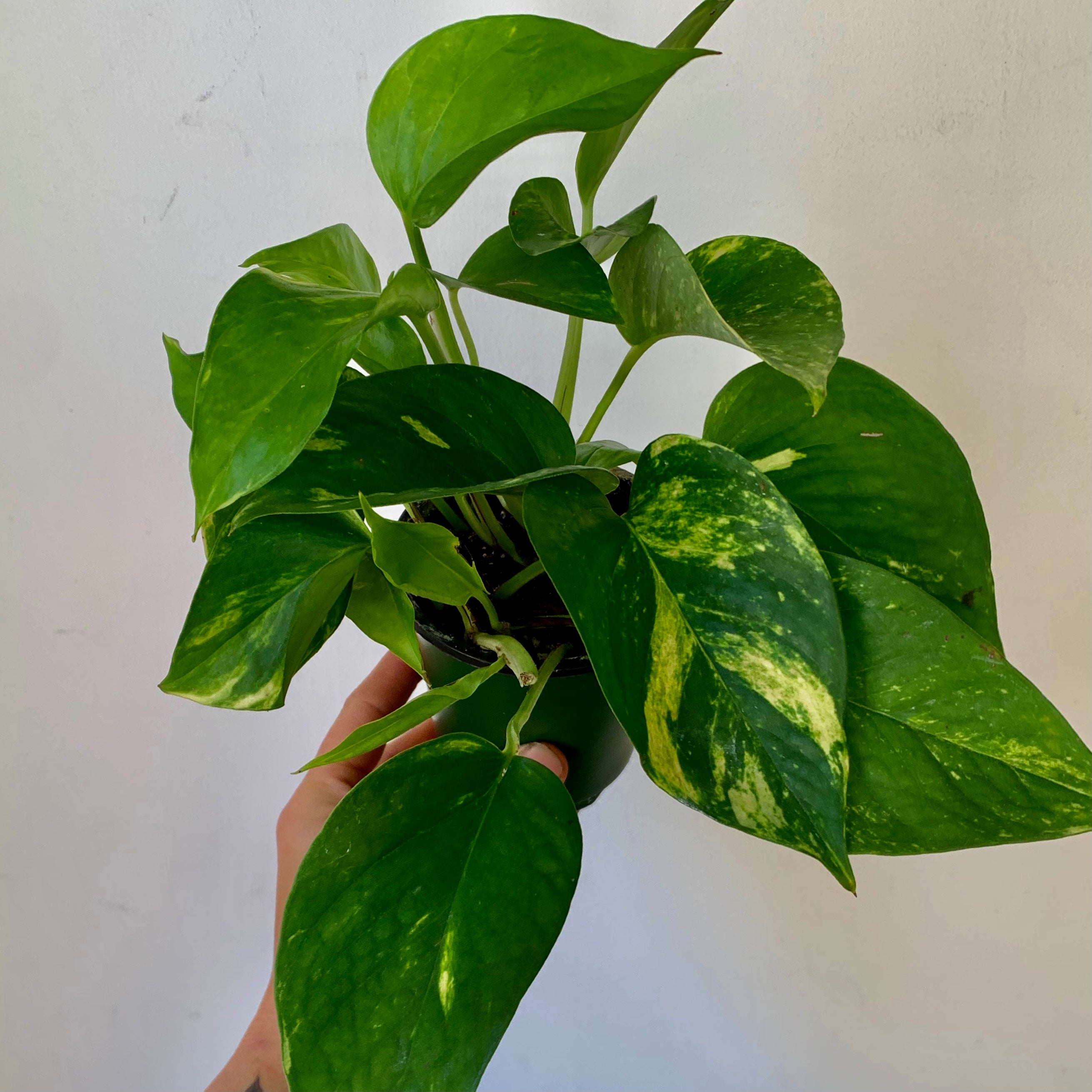 Golden Pothos 3.5” pot