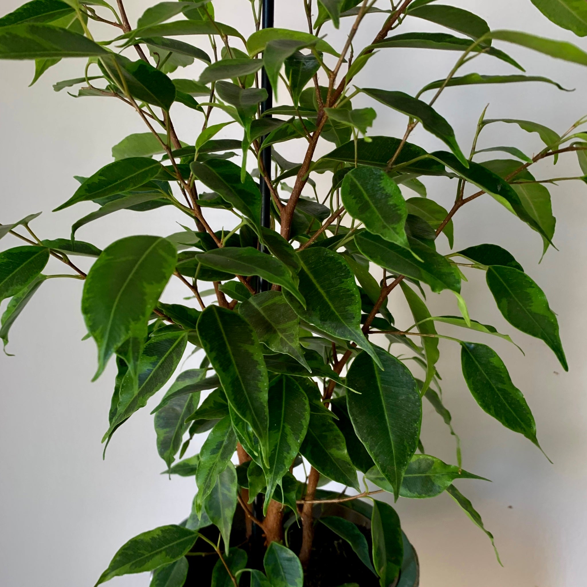 Variegated Ficus Benjamina "Anastasia" 5” pot