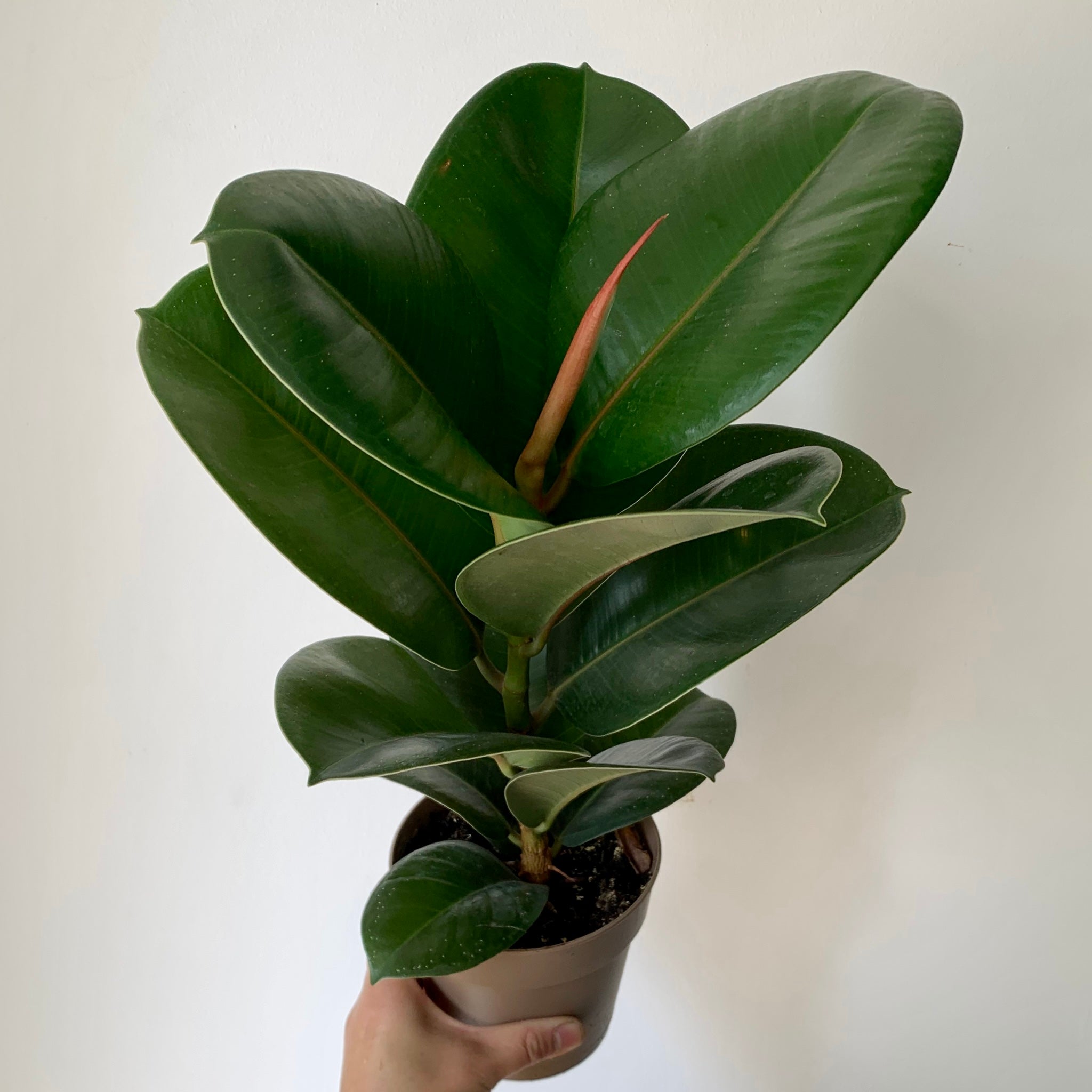 Ficus “Sophia” 5” pot