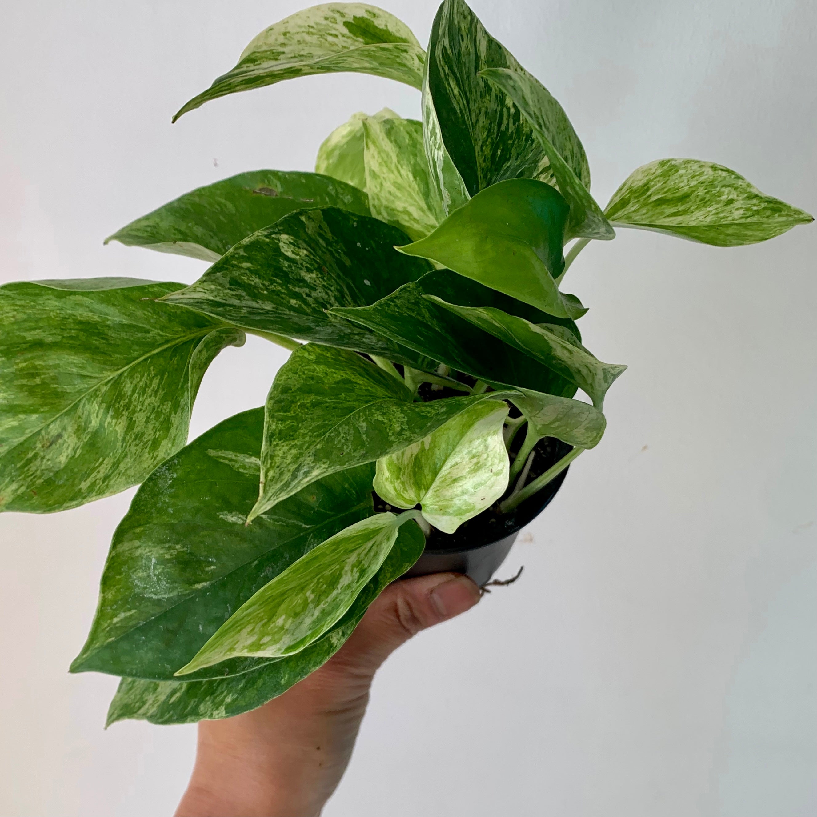 Marble Queen Pothos 3.5” pot