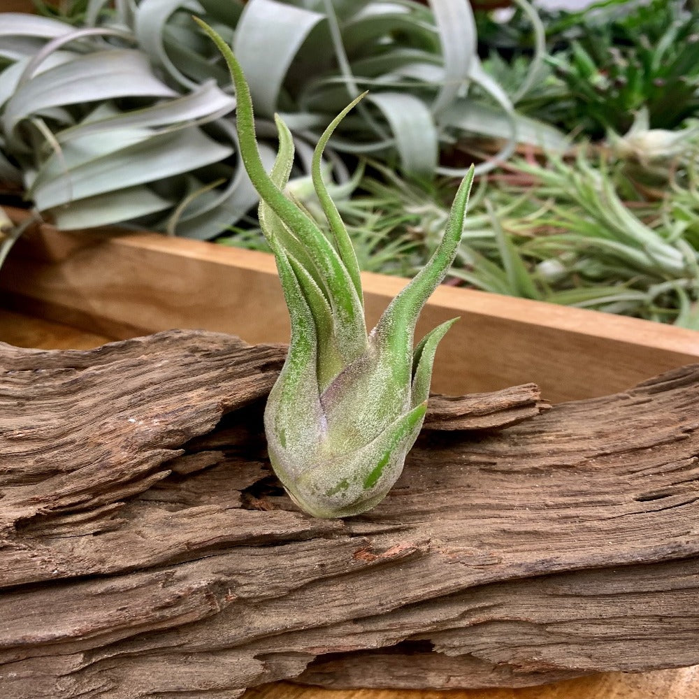 Tillandsia Caput Medusae