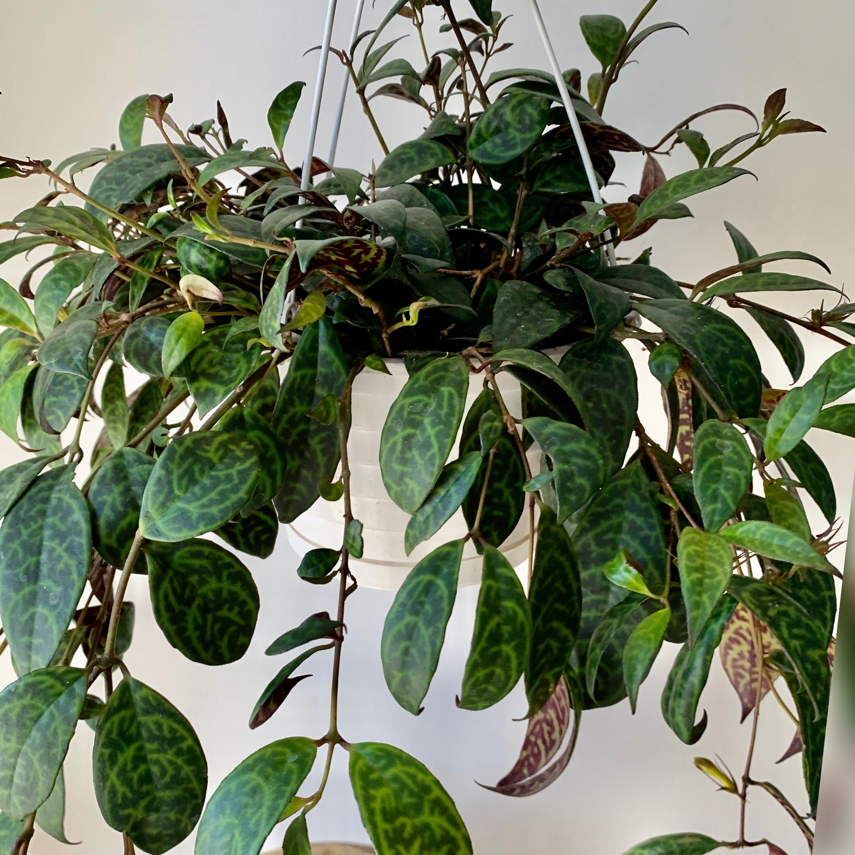 Black Pagoda Lipstick Vine (Aeschynanthus Longicaulis) 8" hanging basket