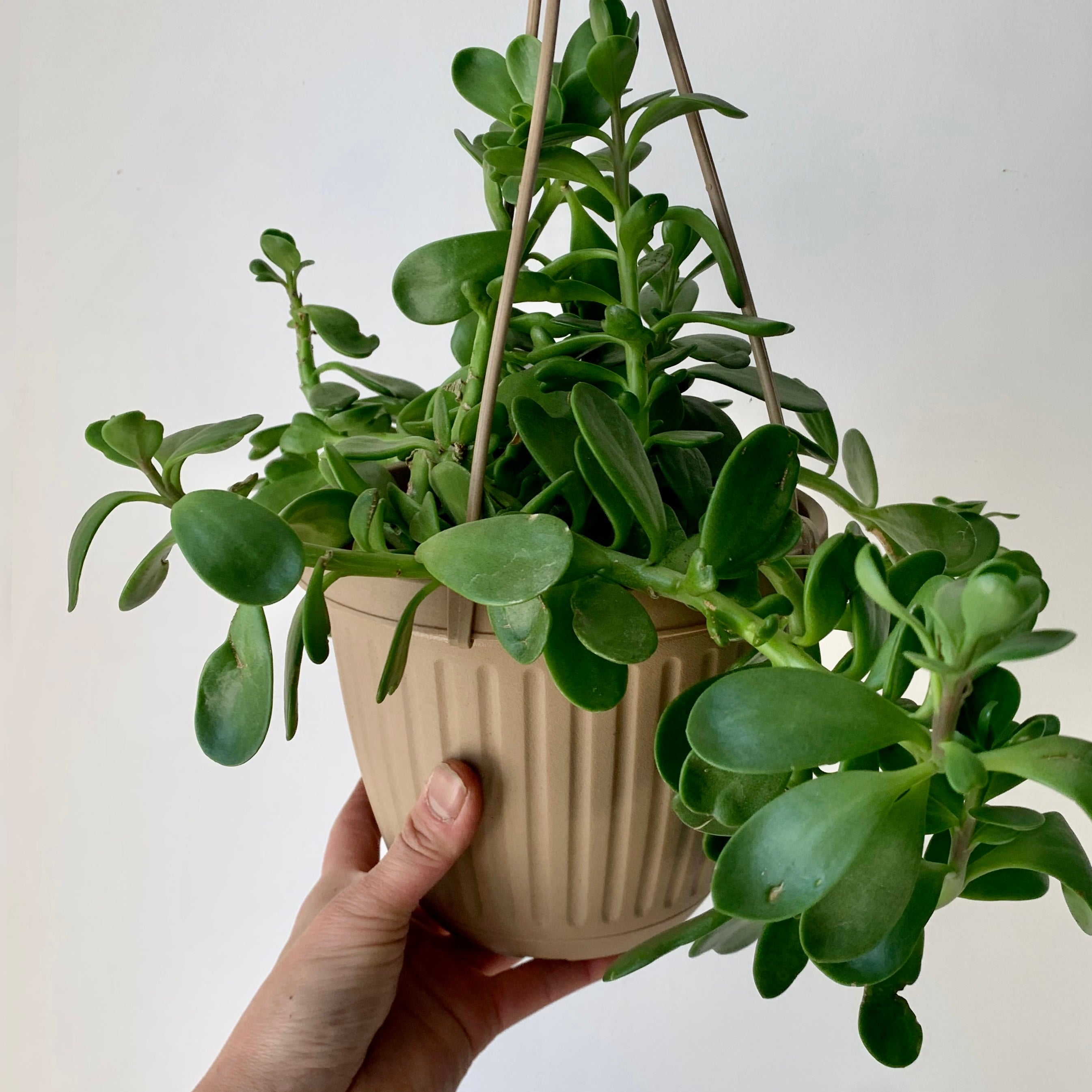 Trailing Jade Succulent (senecio jacobsenii) 6” hanging basket
