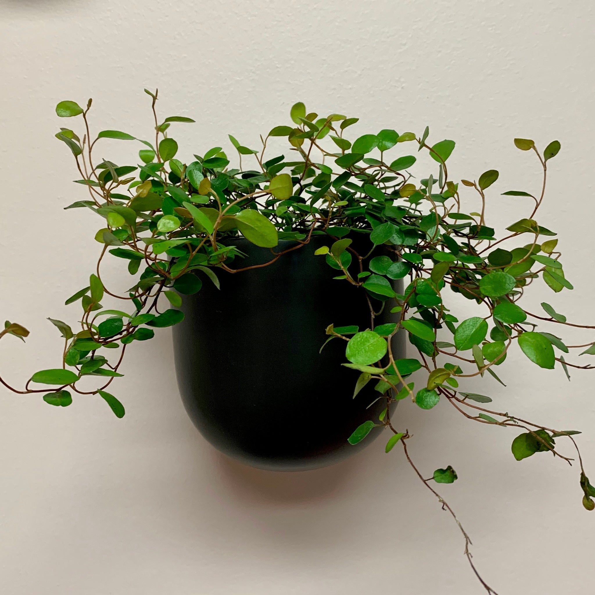 Angel Vine (Muehlenbeckia Axillaris) 3.5” pot