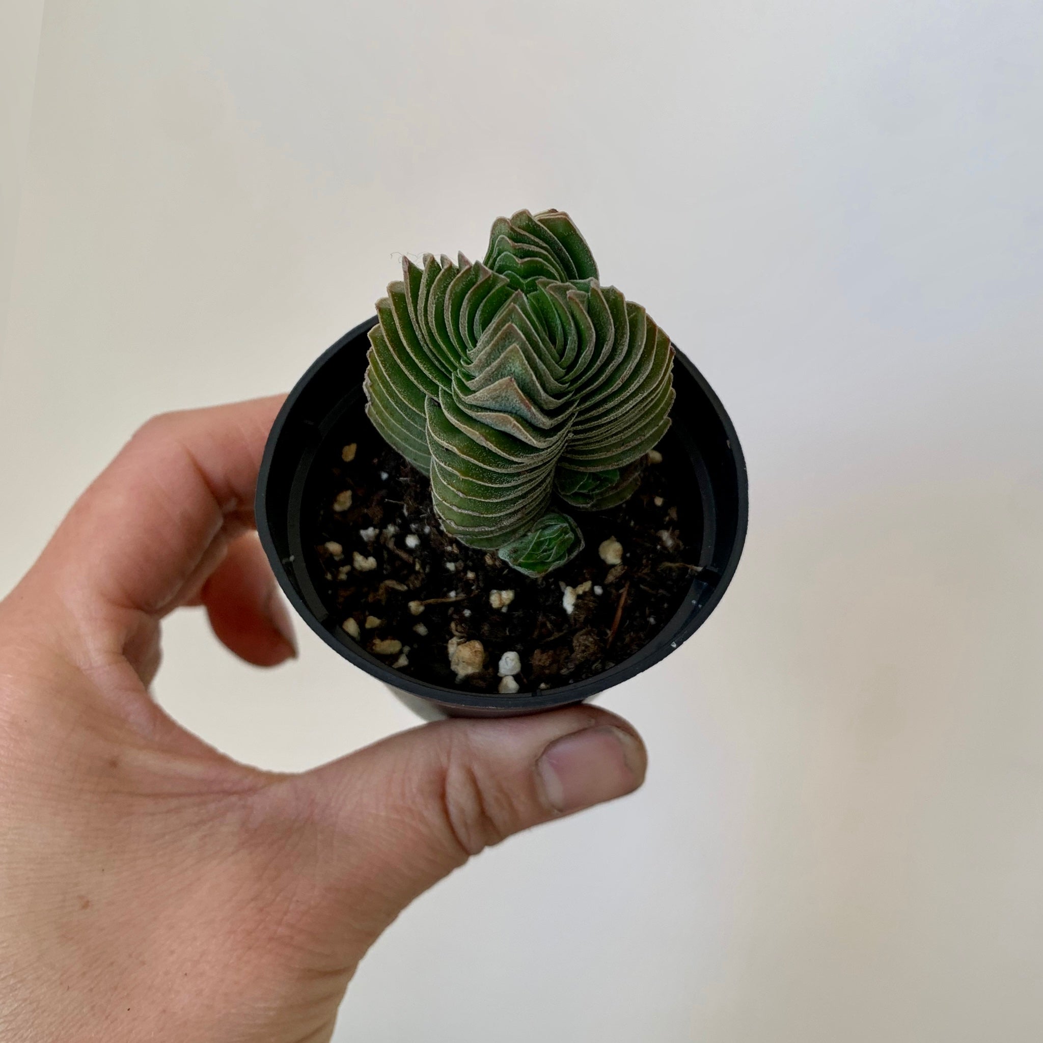 Crassula “Buddha’s Temple” 2.5”pot