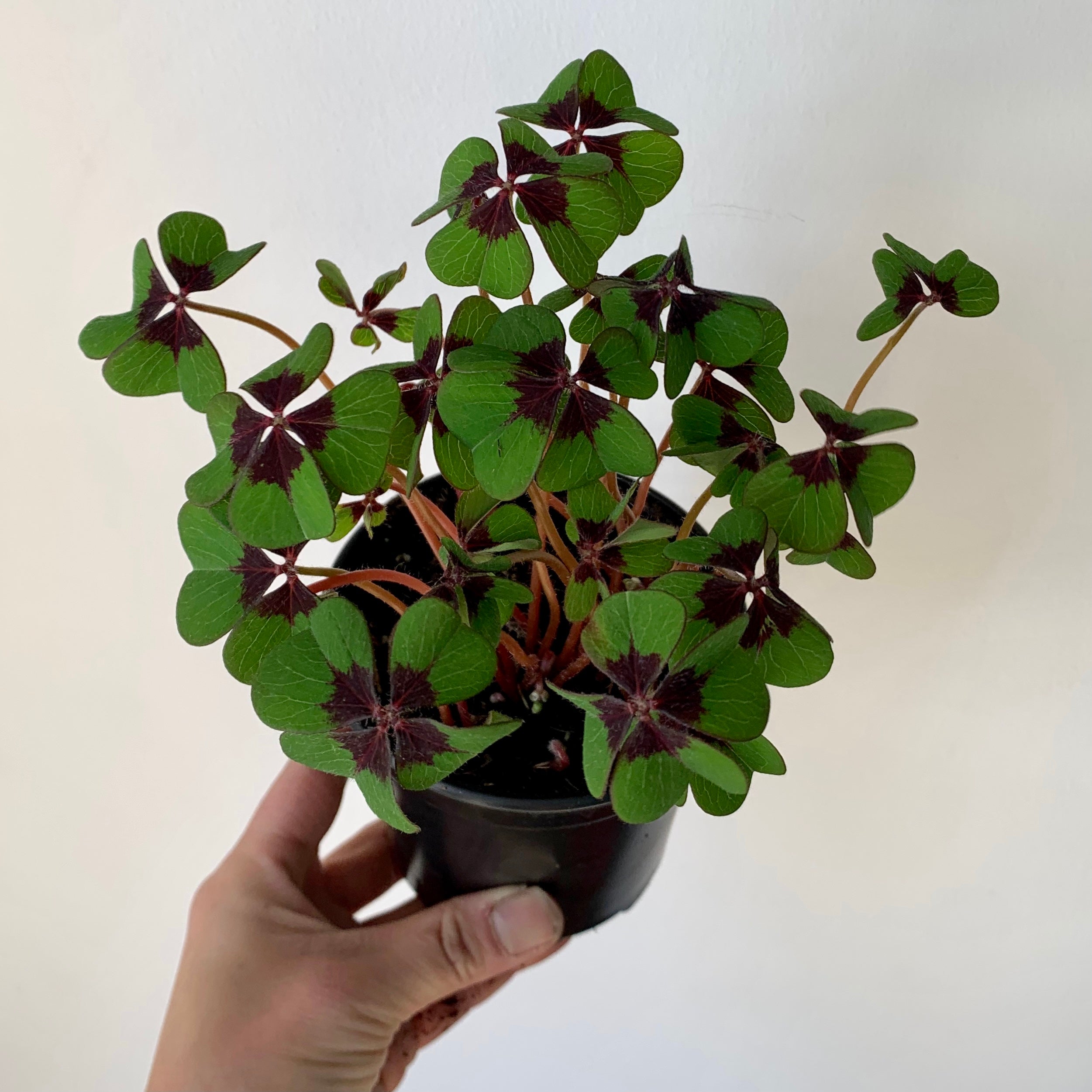 Oxalis tetraphylla "Iron Cross" 4” pot