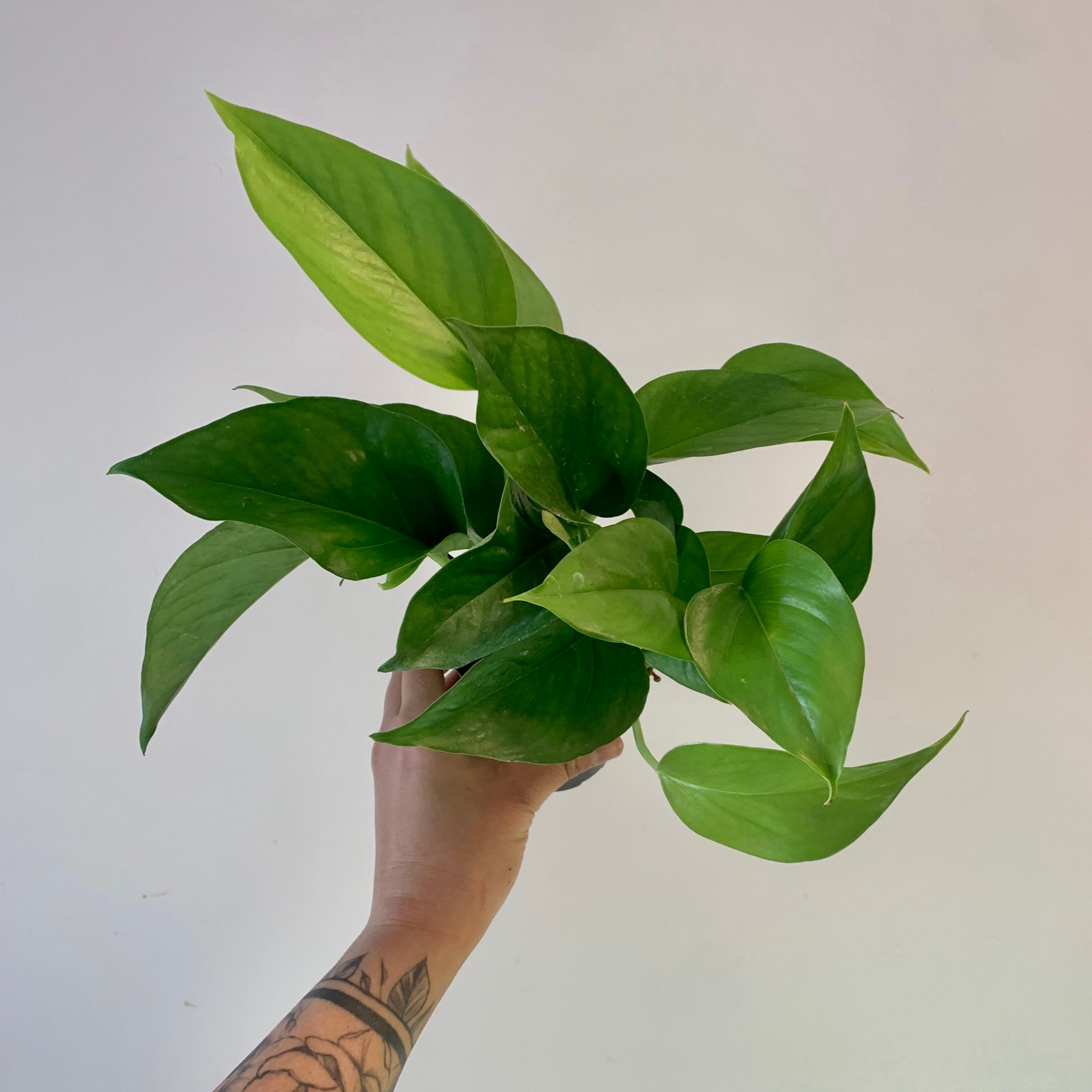 Jade Pothos 3.5”pot