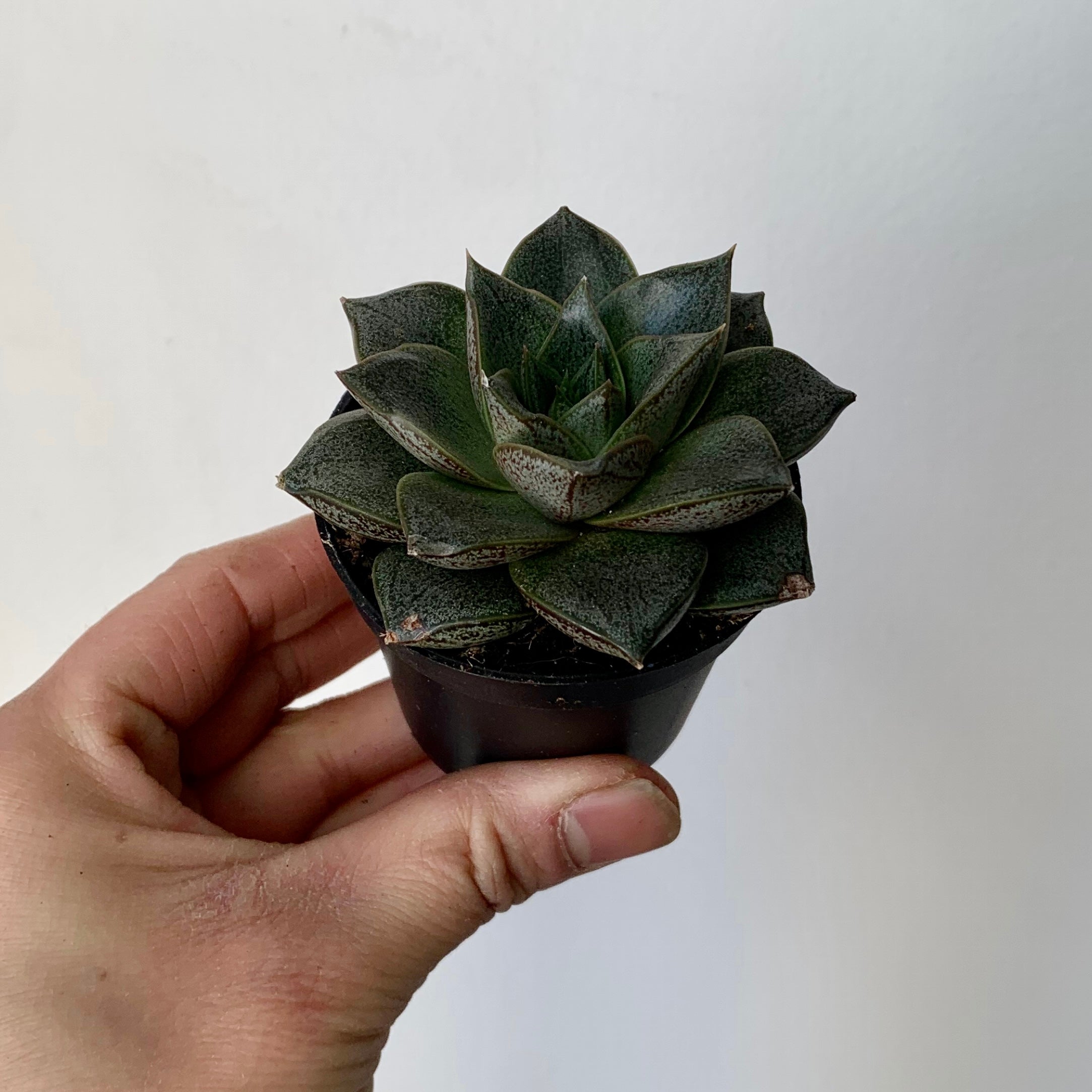 Echeveria purpusorum 2.5” pot