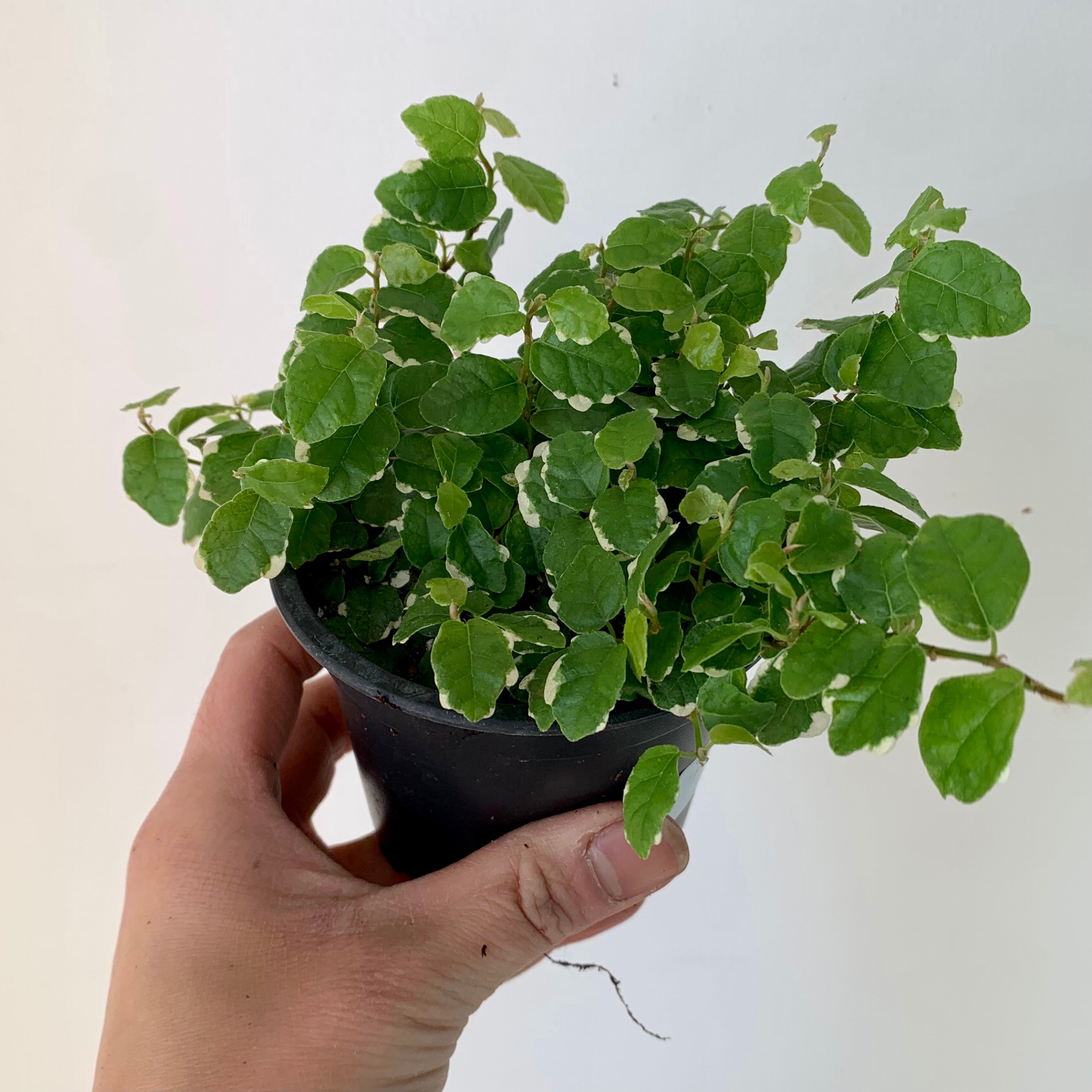 Variegated Creeping Fig (Ficus pumila) 3.5"pot