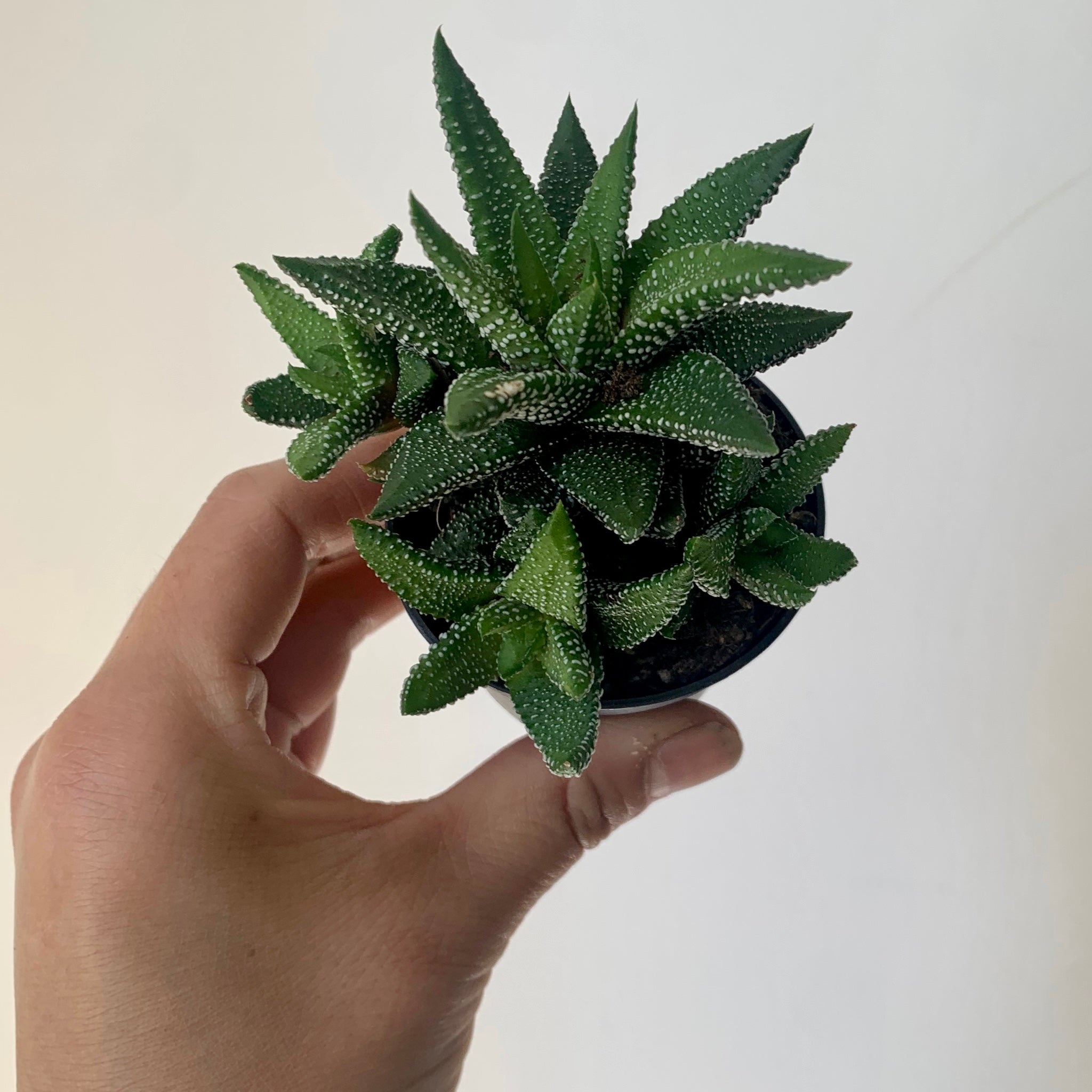 Haworthia Attenuata 'Enon" 2.5" pot