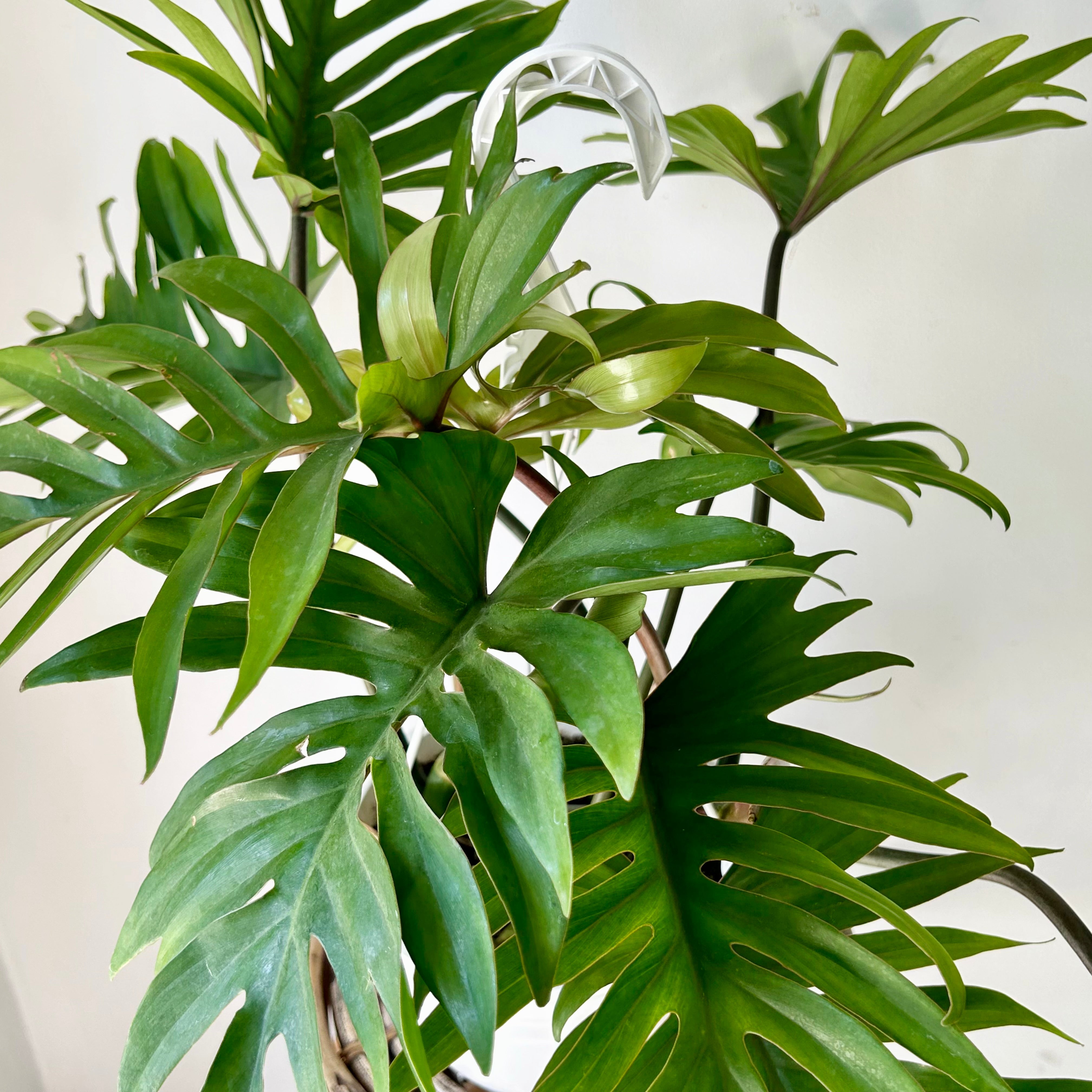 Shop all Plants (Indoor Tropicals & Succulents)