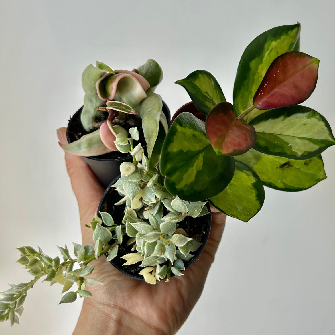 Mini Marvels Plants & Accessories -Discover the charm of starting small