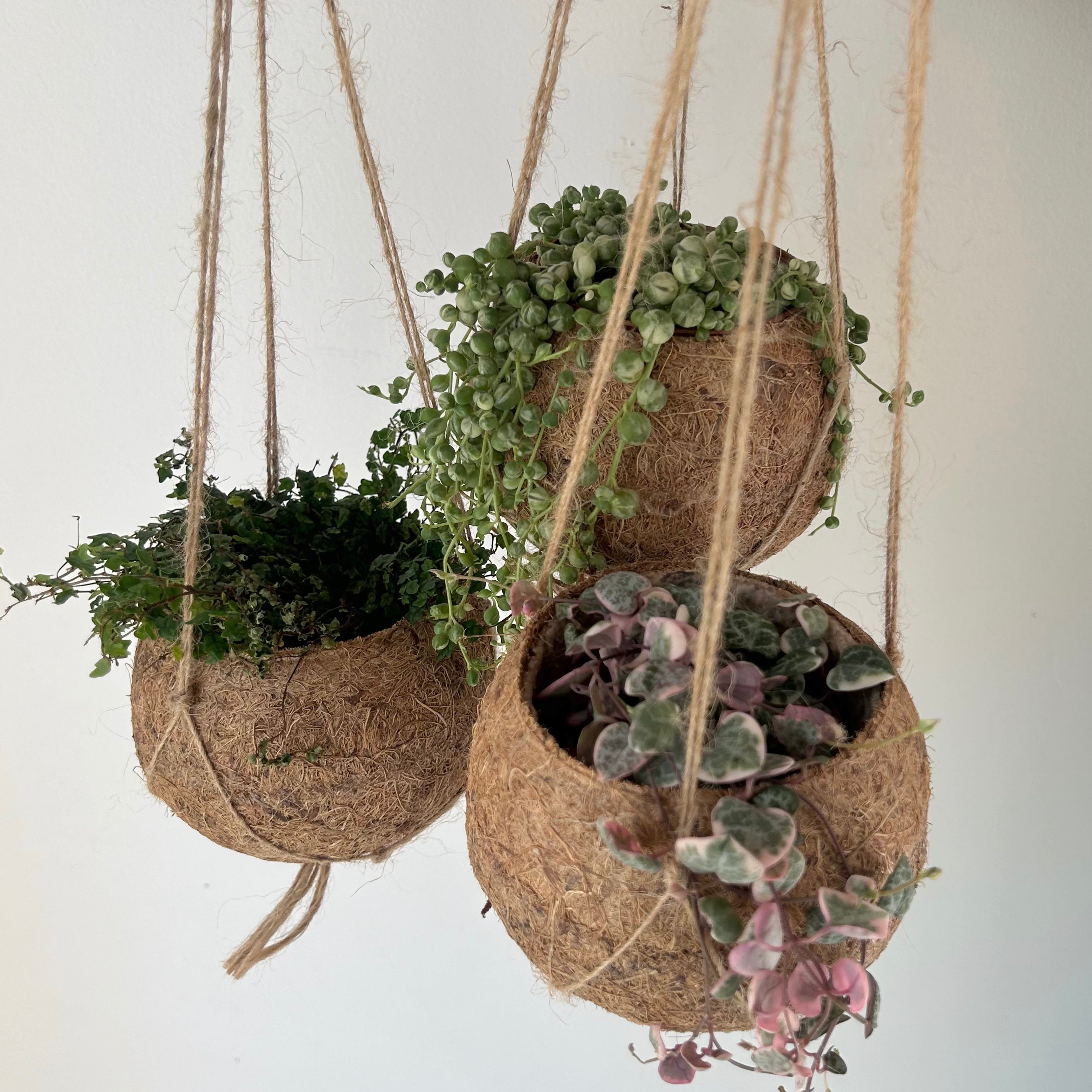 Decorative Pots, Wall Planters, Plant Stands, and More!