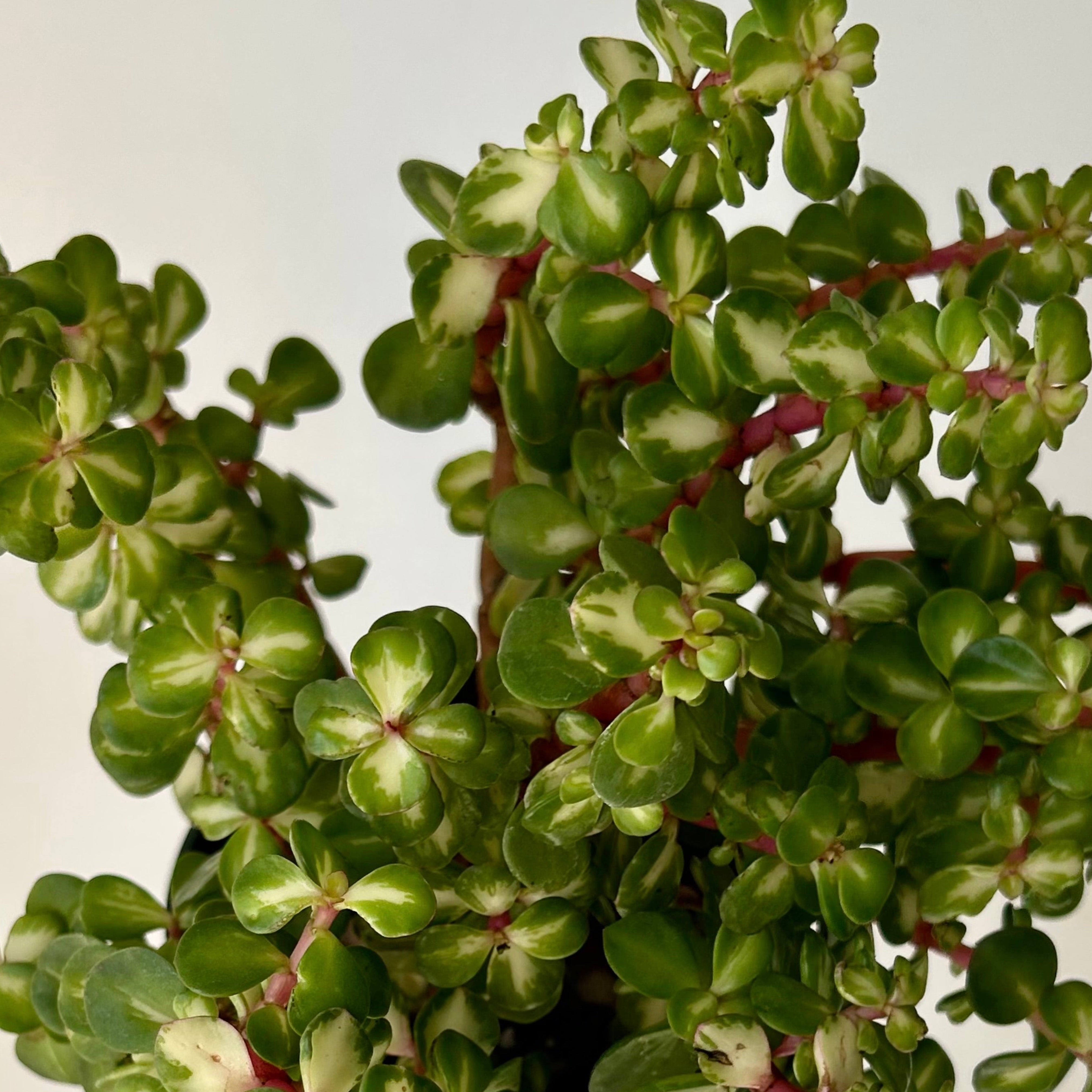 Drought Tolerant Plants