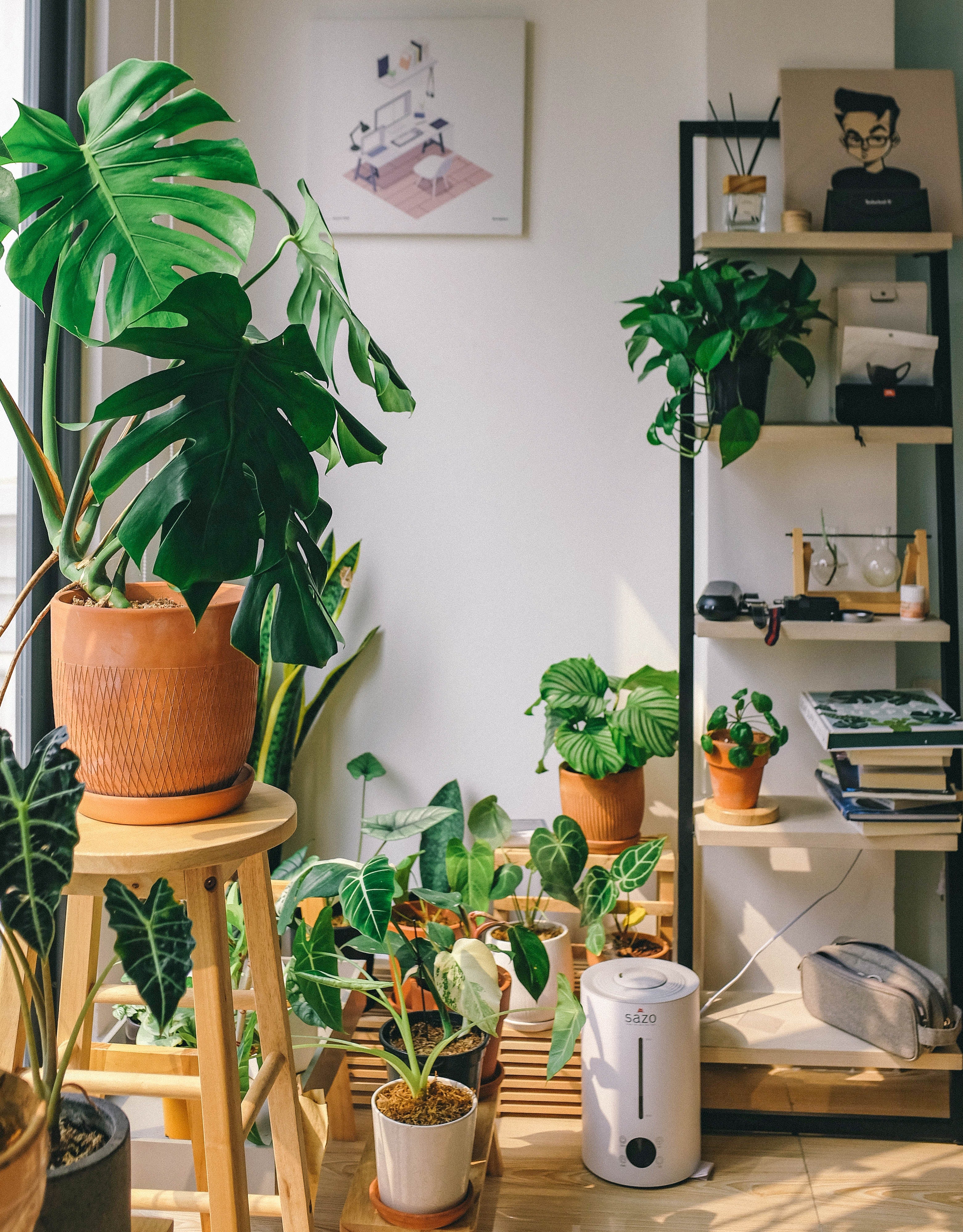 Shop all Indoor Tropicals & Succulents