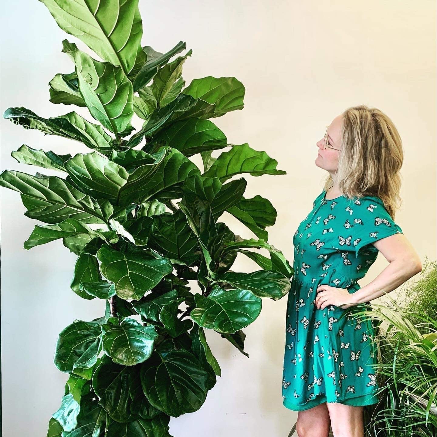 Large Indoor Plants & Pots