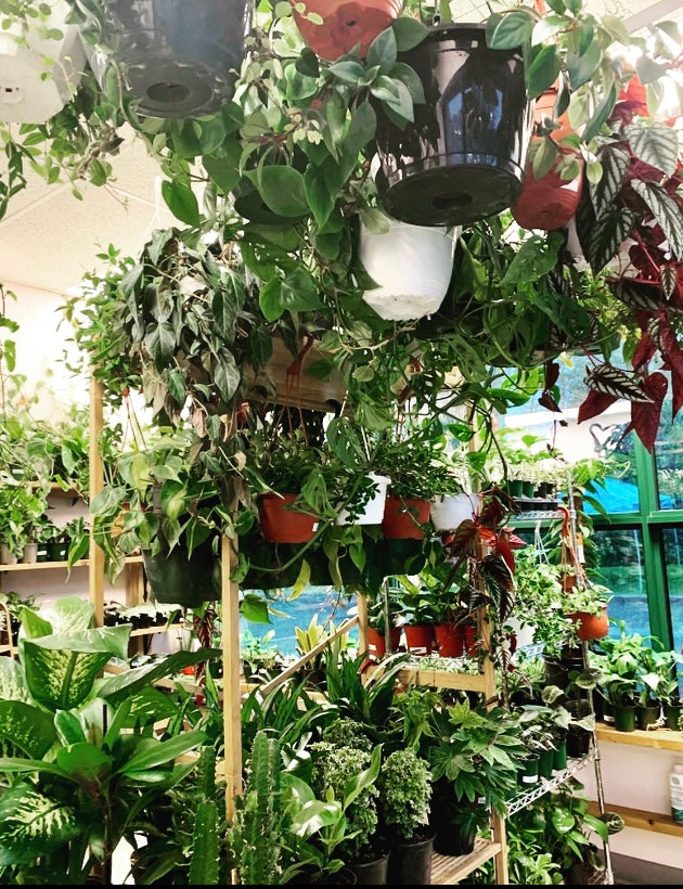 SALES, Exclusive Online Offers, & Plant Bundles