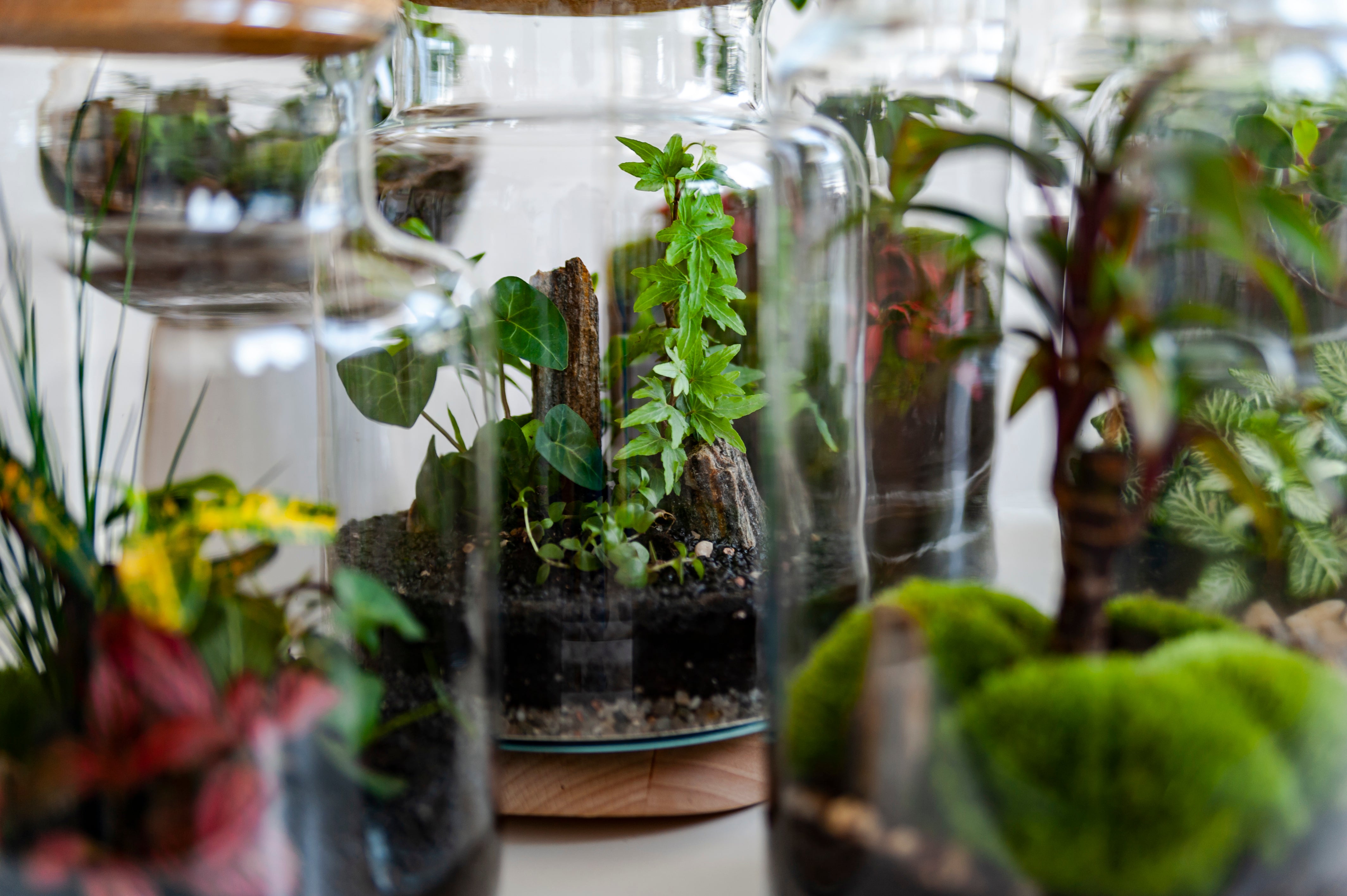 (DIY) Terrarium Kits & Glassware