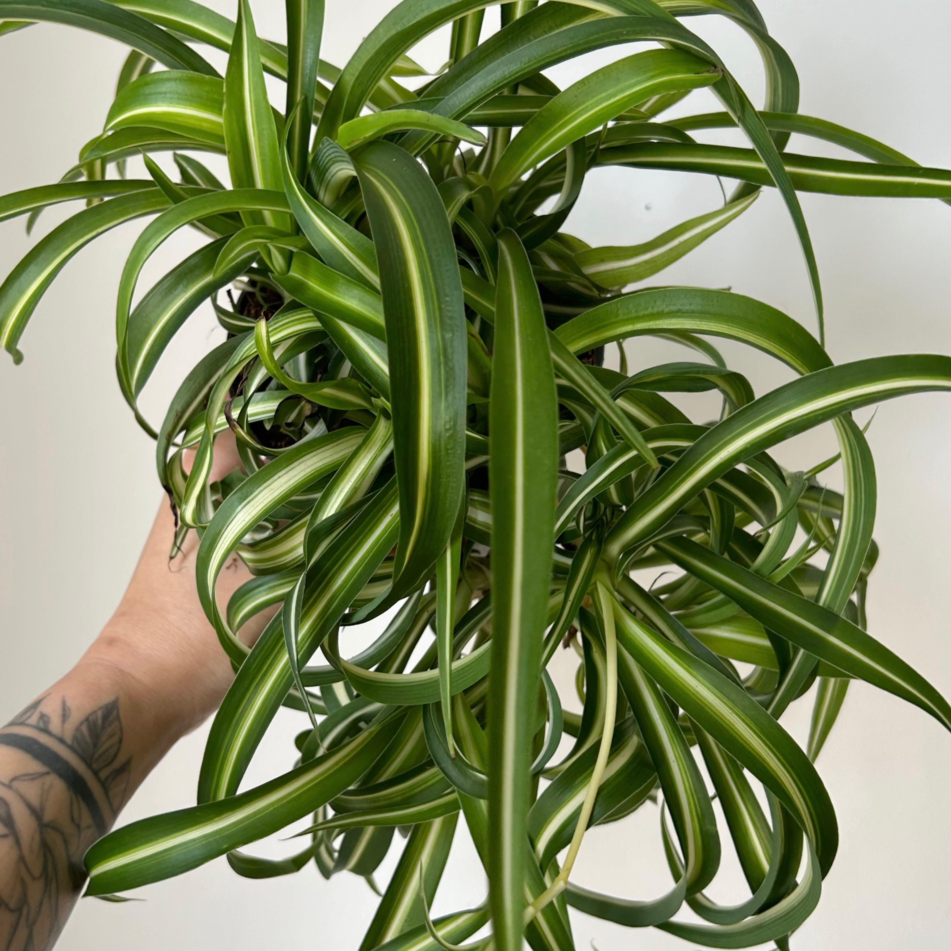 Variegated Curly Spider Plant (Chlorophytum Comosum) 5” pot