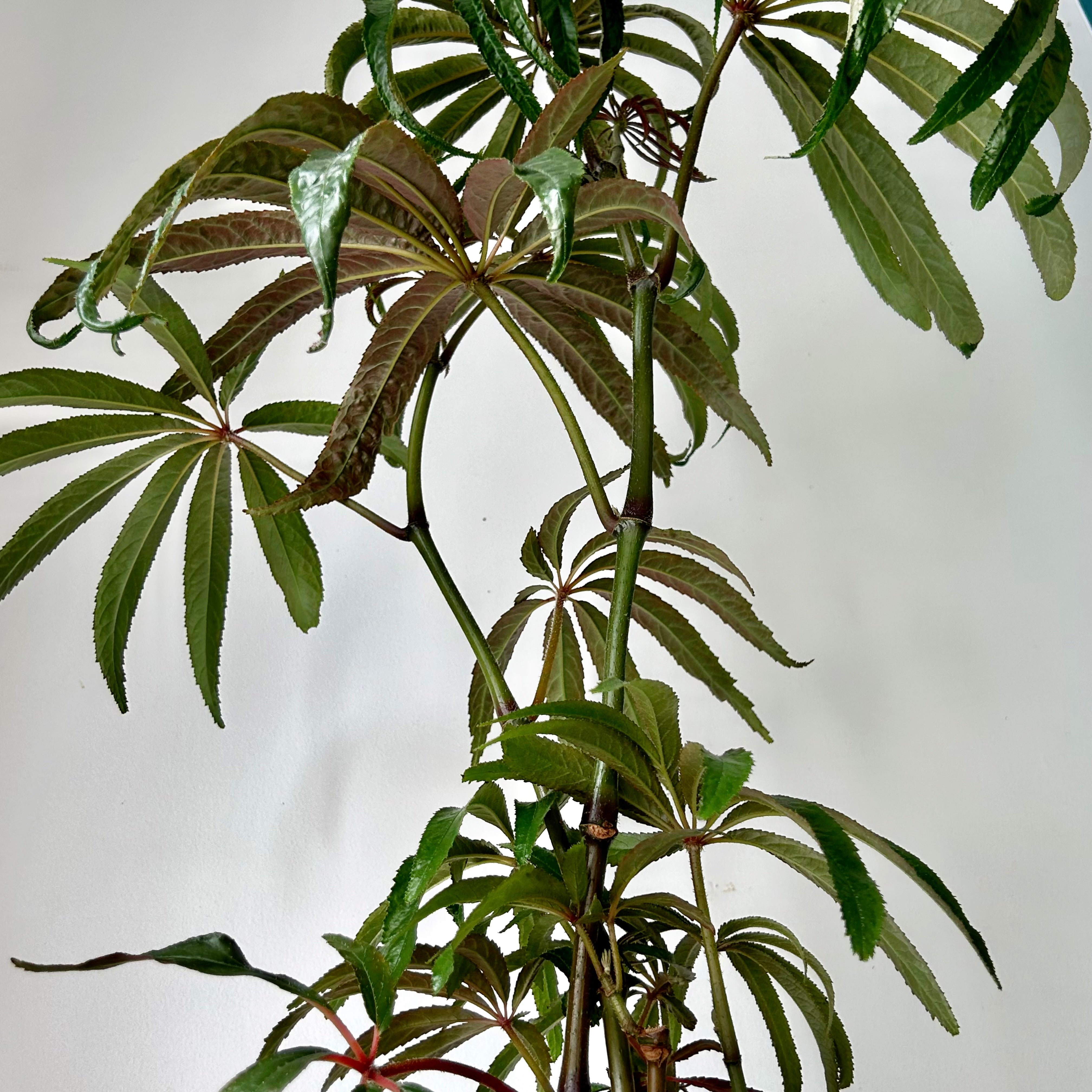 Palm Leaf Begonia (Luxurians) approximately 2 ft tall in 6”pot