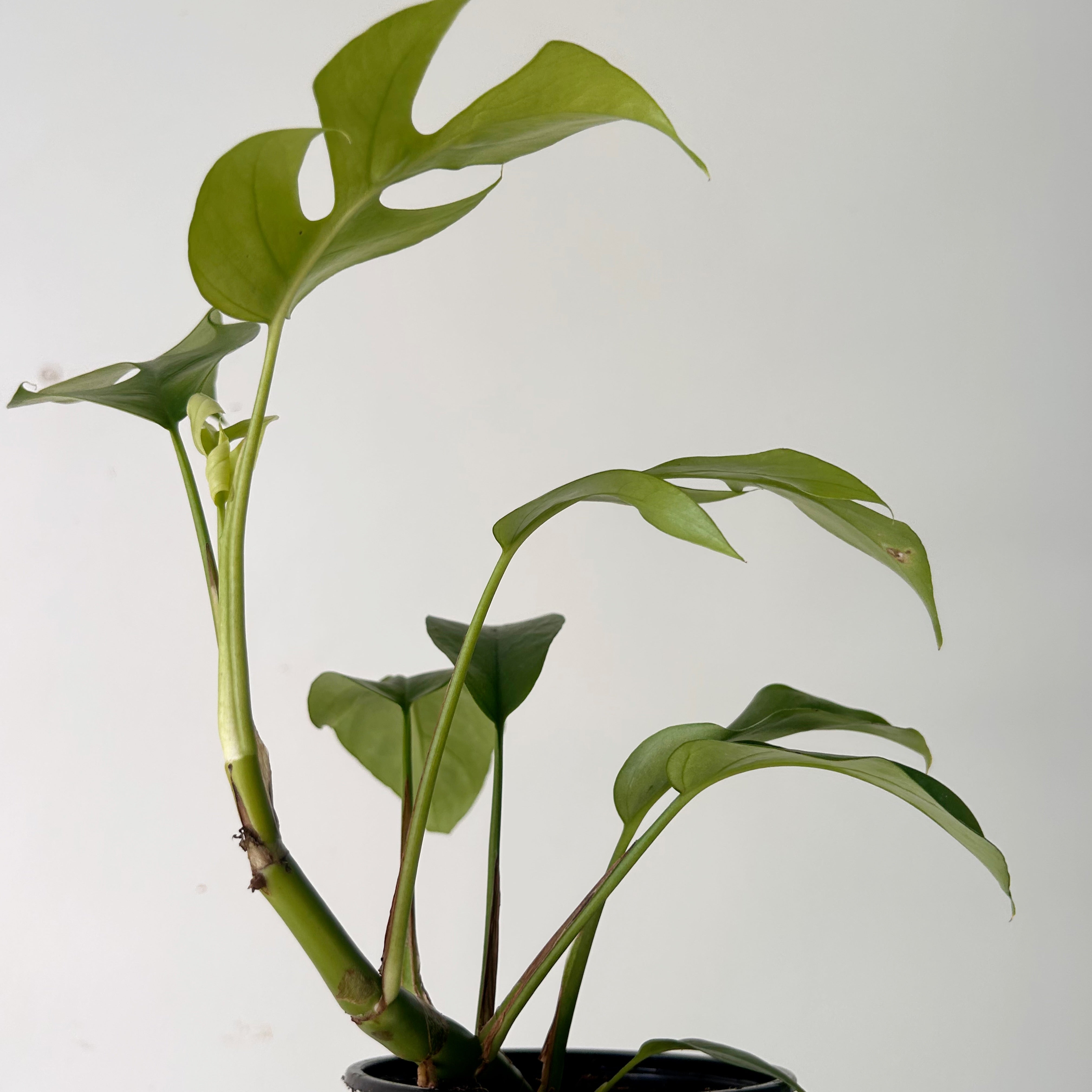 Mini Monstera Vine (Rhaphidophora tetrasperma)4” pot