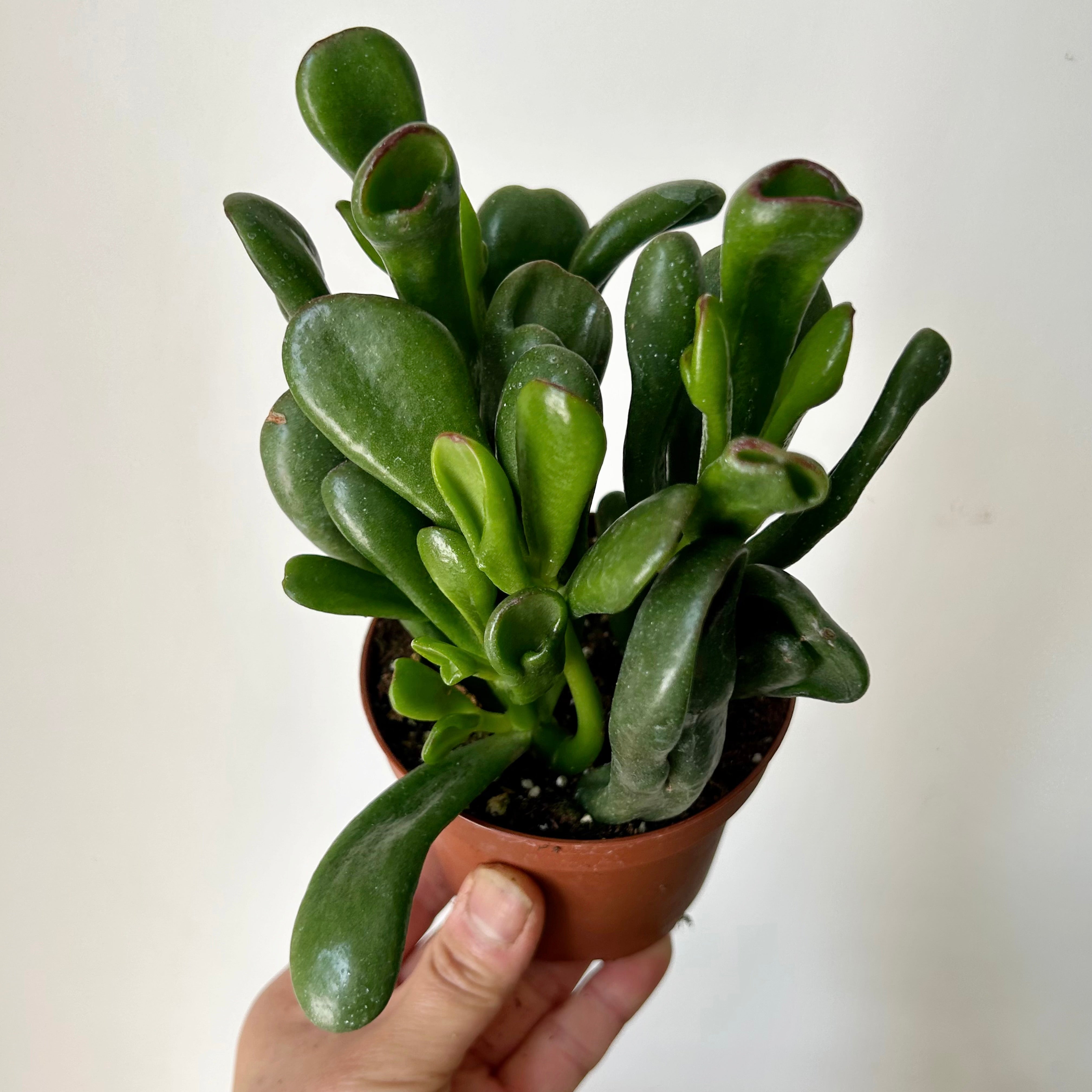 Hobbit Jade (Crassula) 3.5”pot
