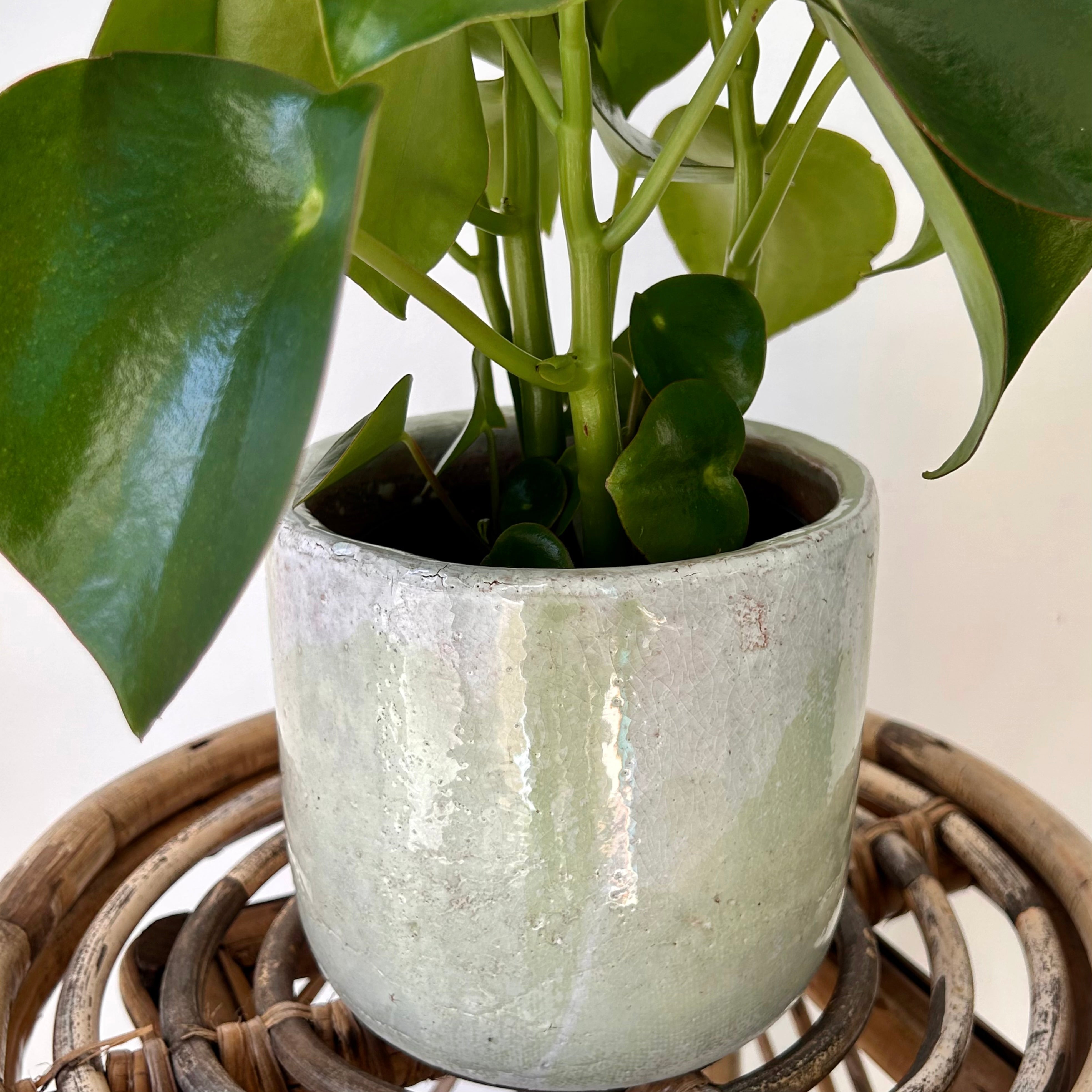 LUCA Decorative Ceramic Pot (5”x5) GREEN