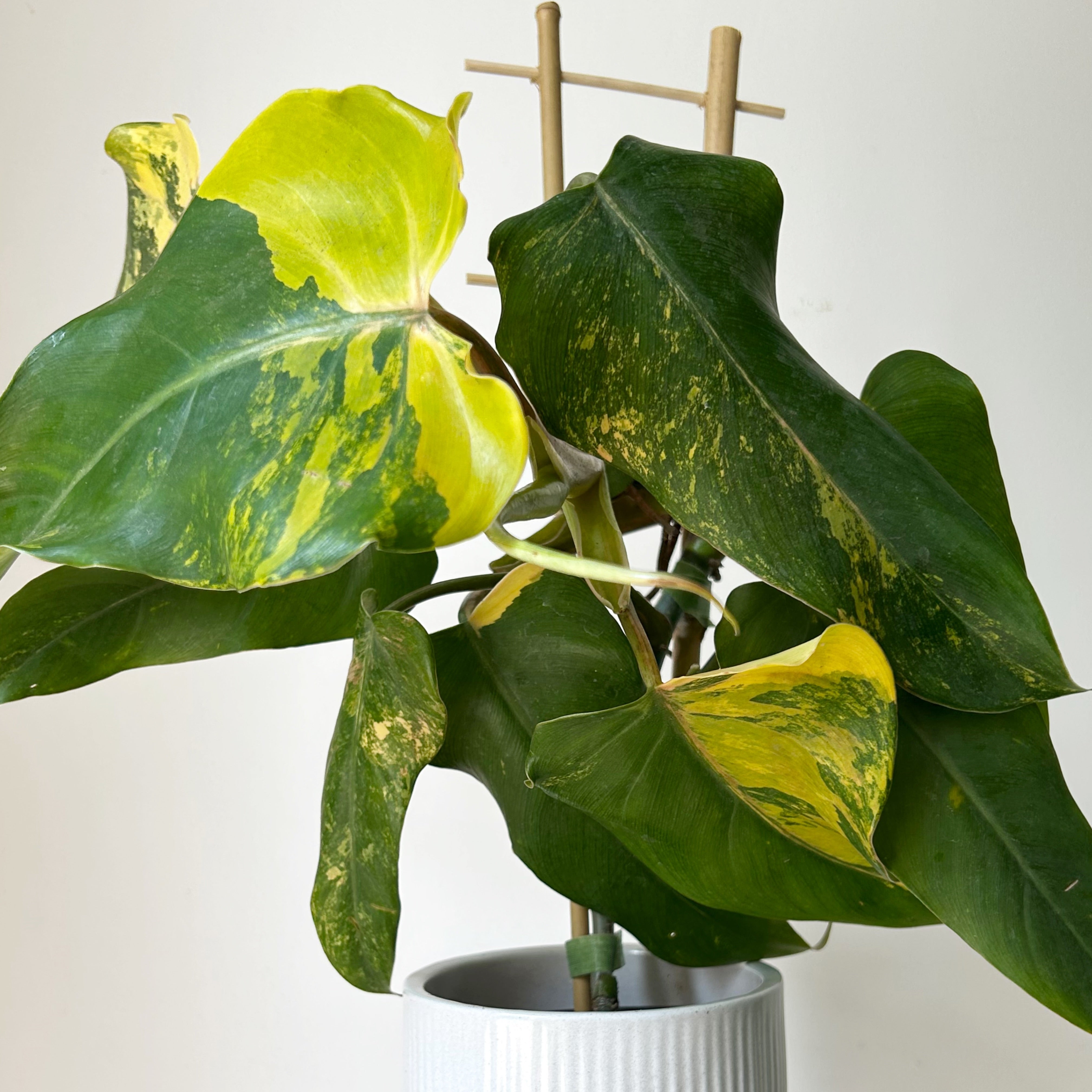Variegated  Philodendron domesticum on trellis 4” pot