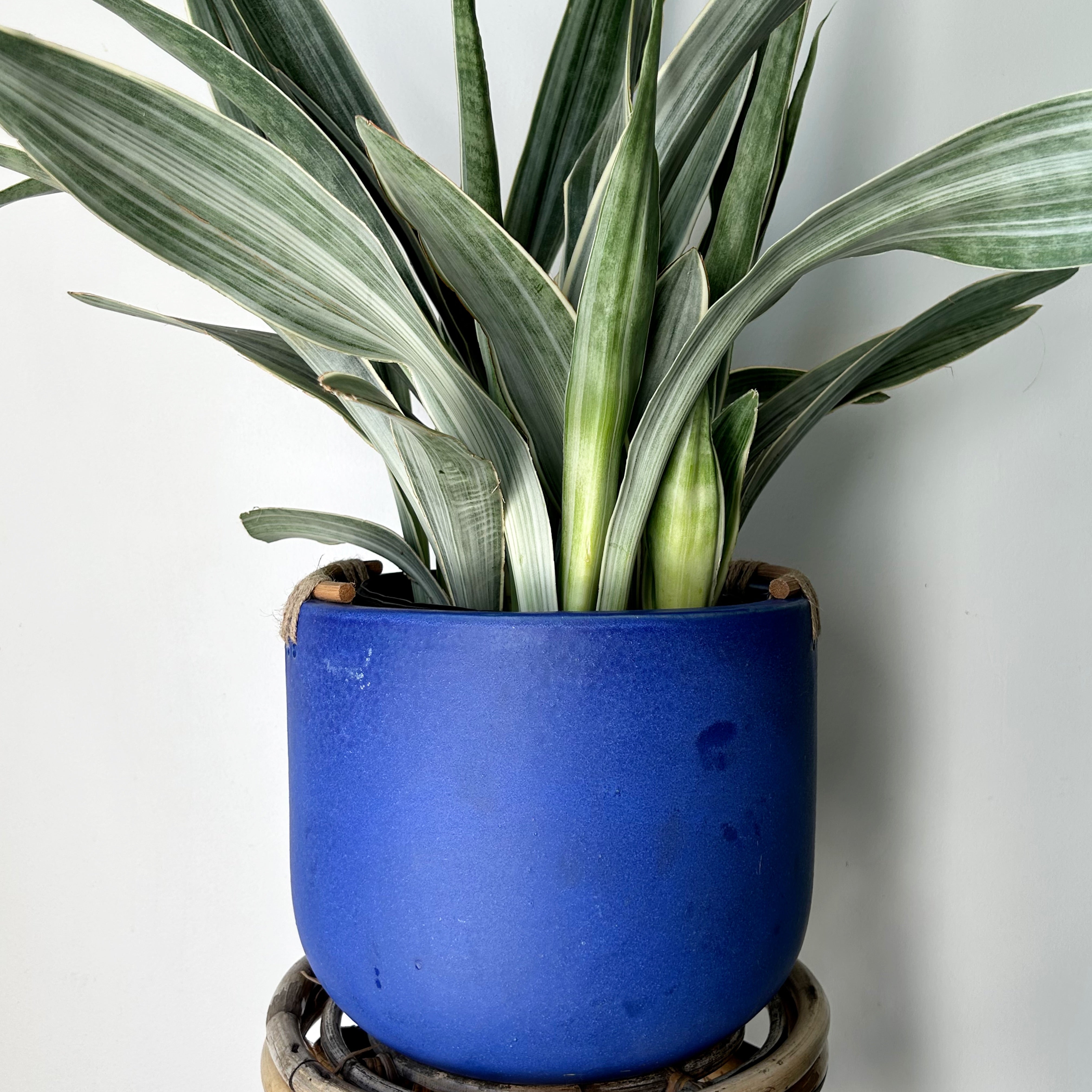 AZUL Large Decorative Pot (10”x9”)
