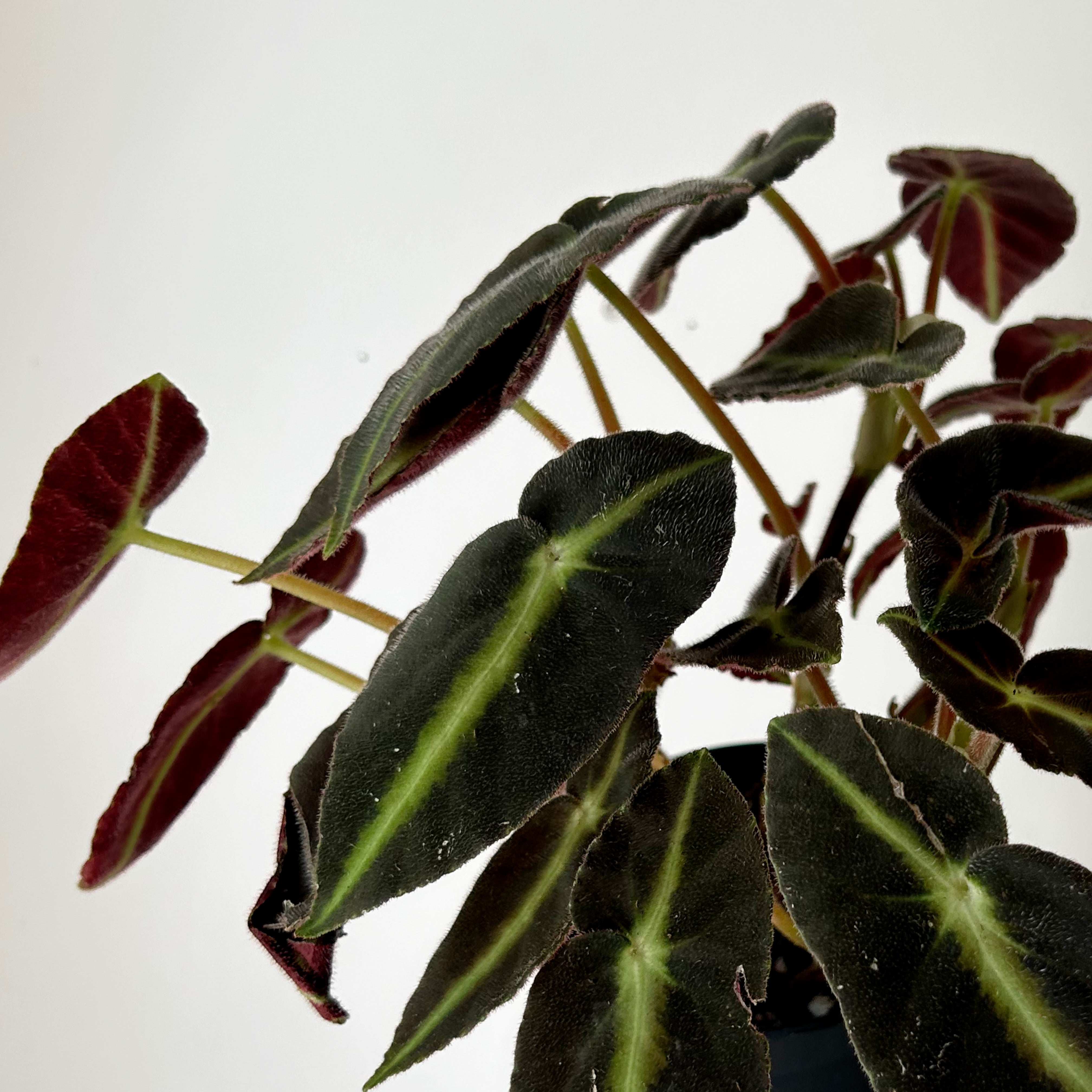 Begonia listada 5”pot