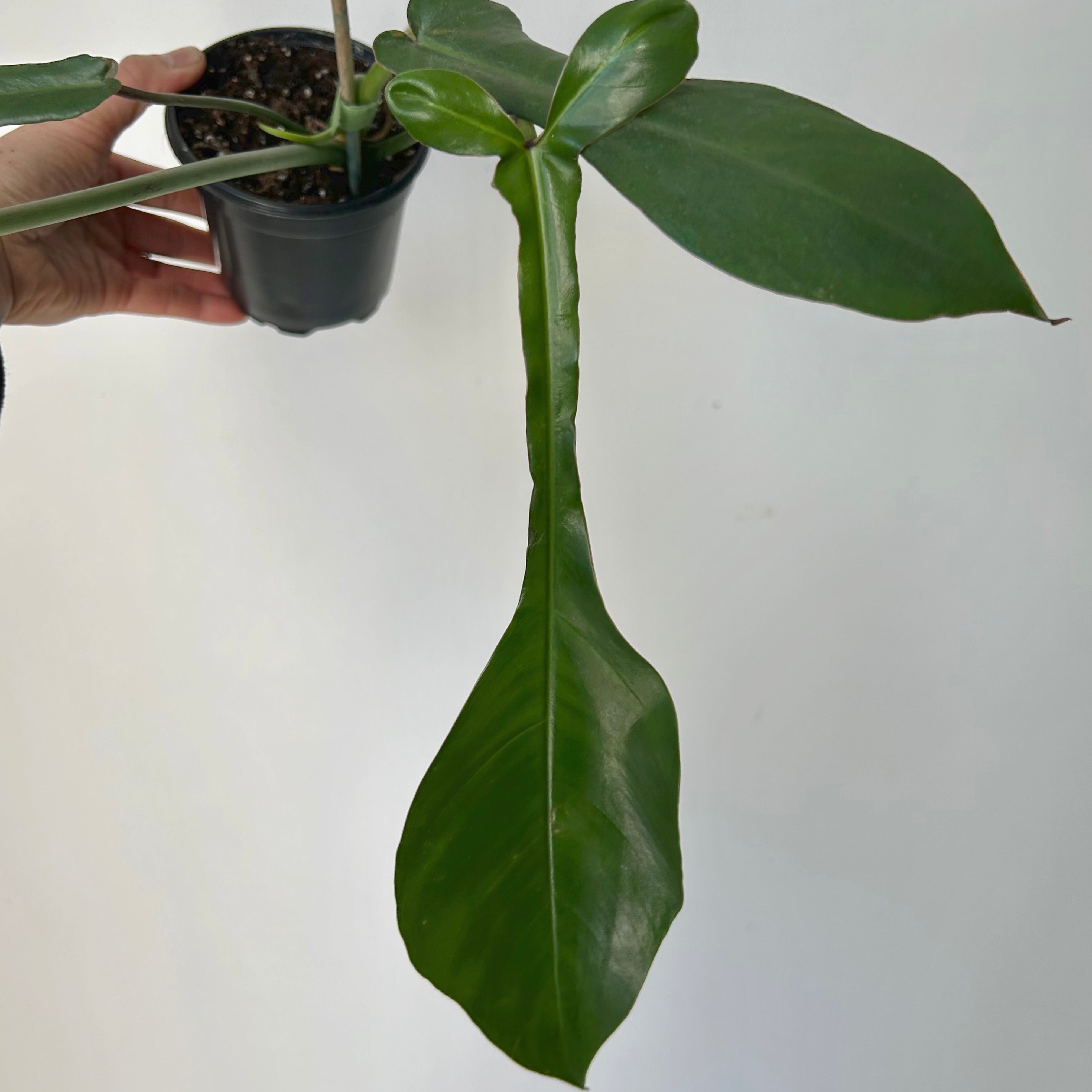 Philodendron joepii 4”pot