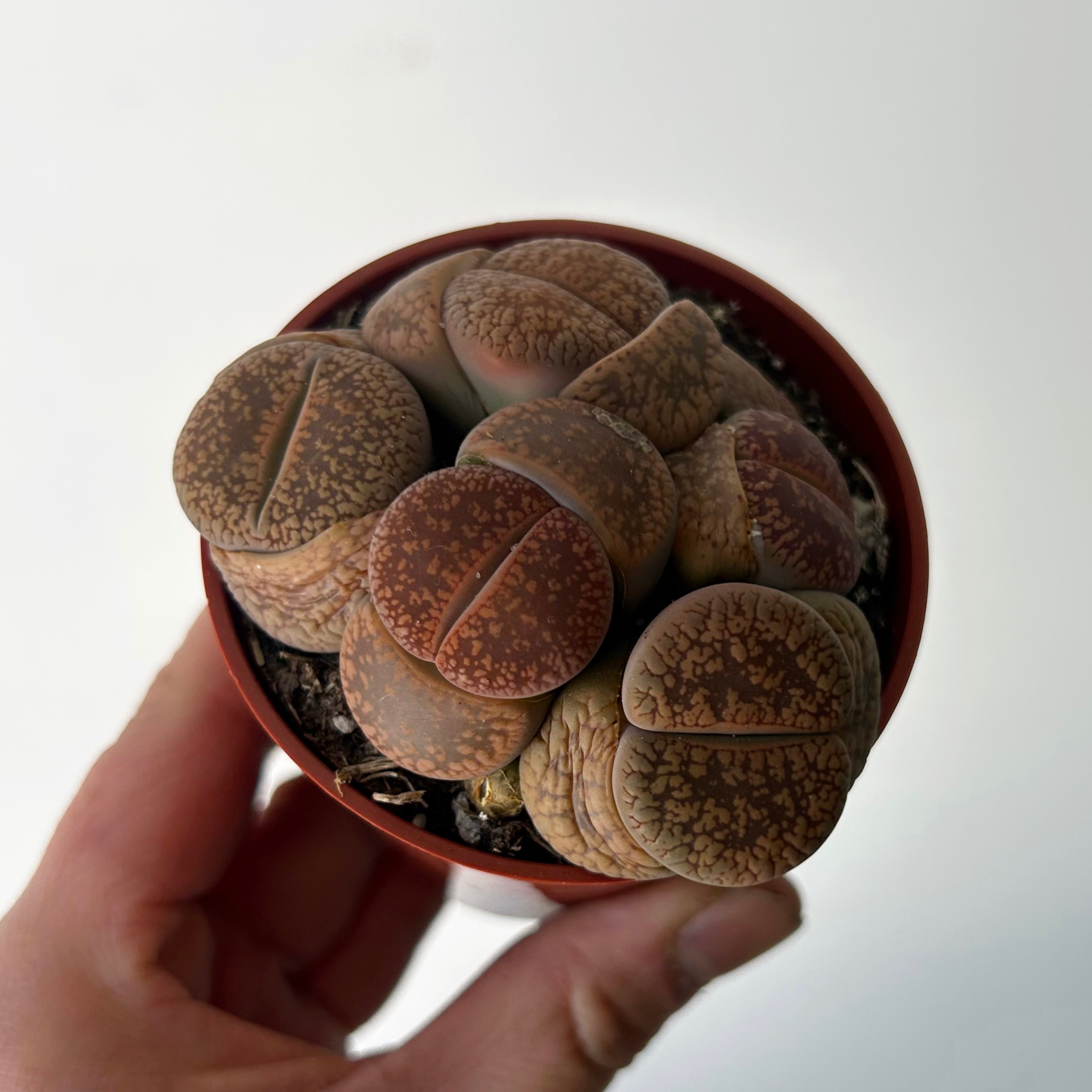 Living Stone Succulent (Lithops) 3" pot