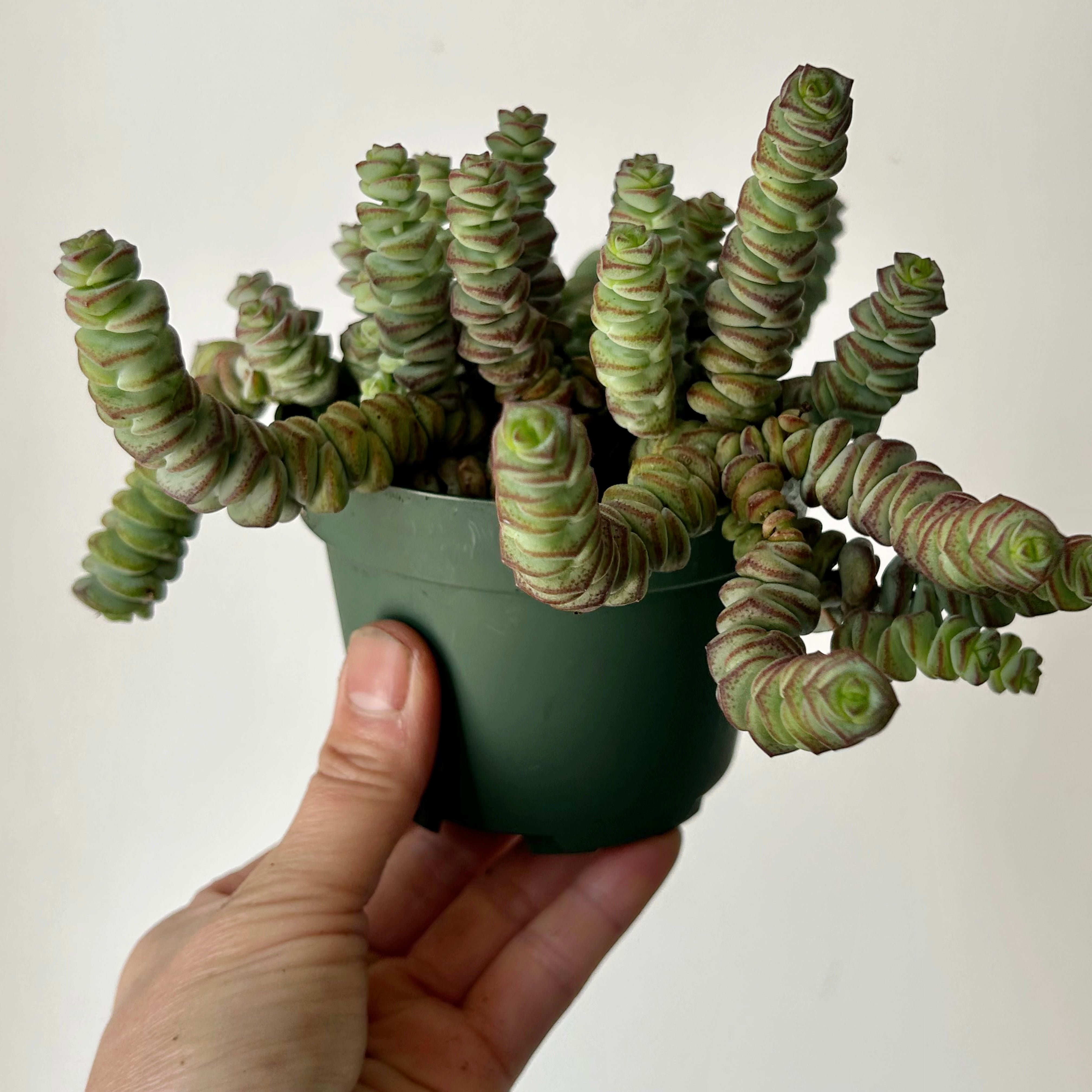 Jade Necklace Succulent (Crassula Marnieriana) 4” pot