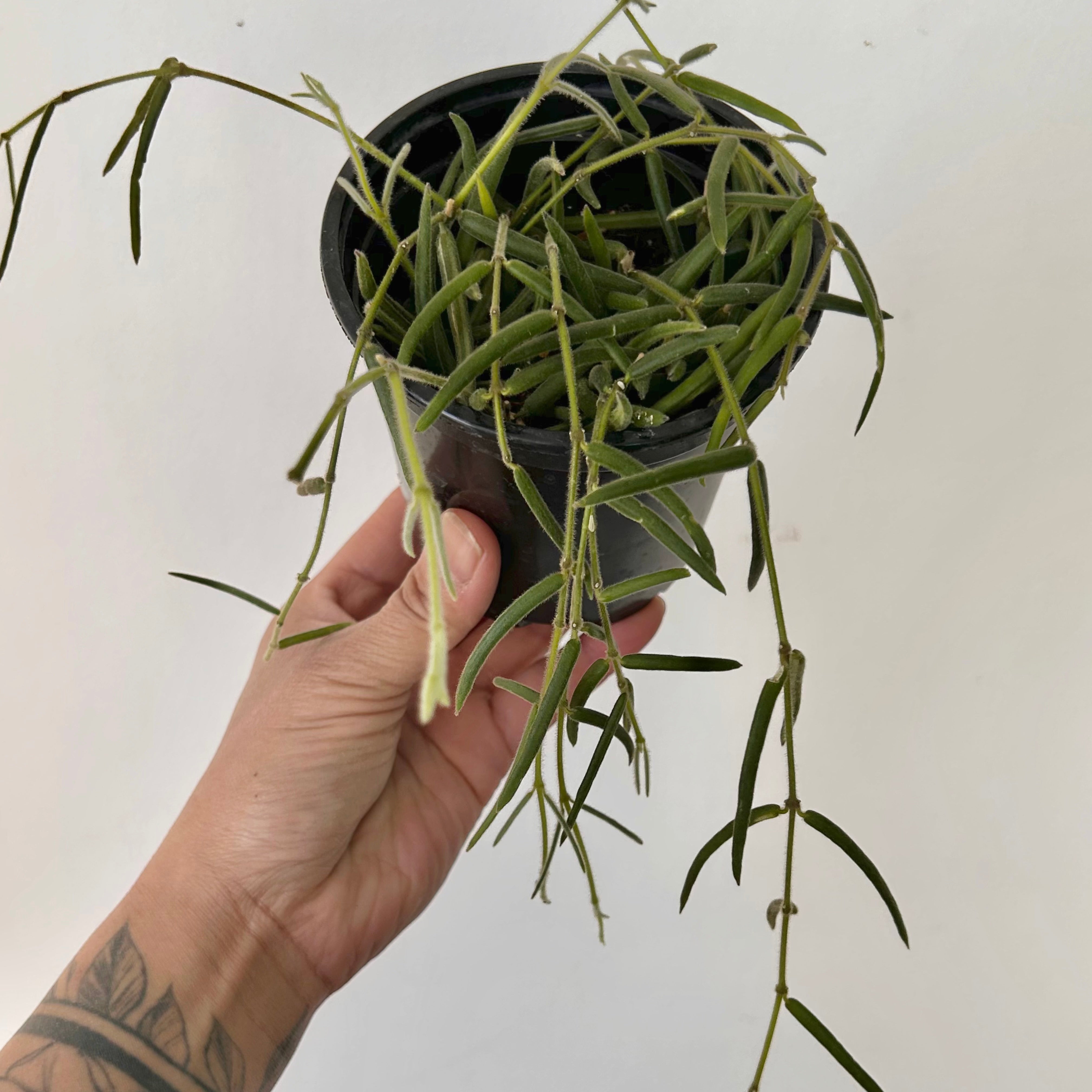 Hoya lineris 4”pot