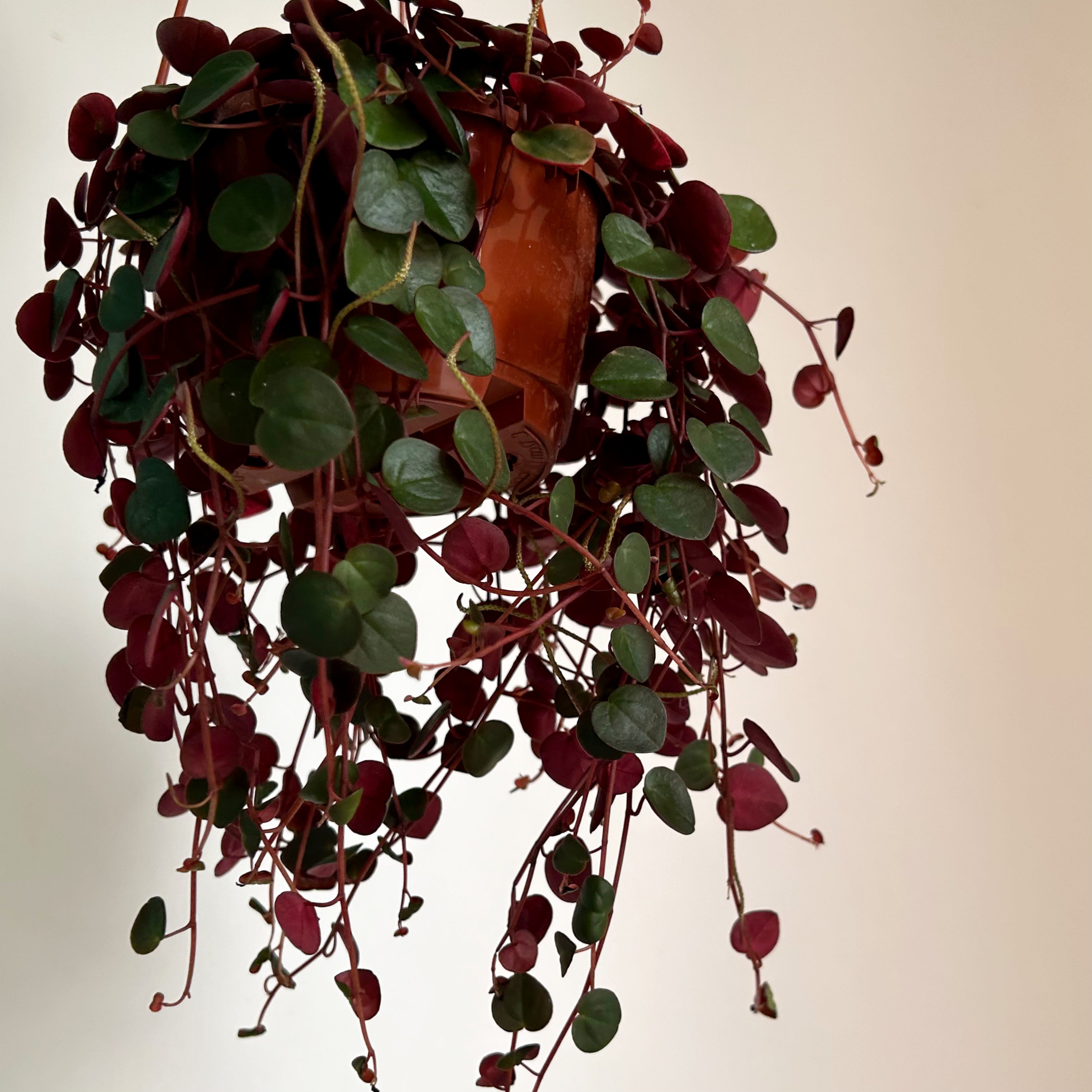 Peperomia “Ruby Cascade” 4.5”hanging basket