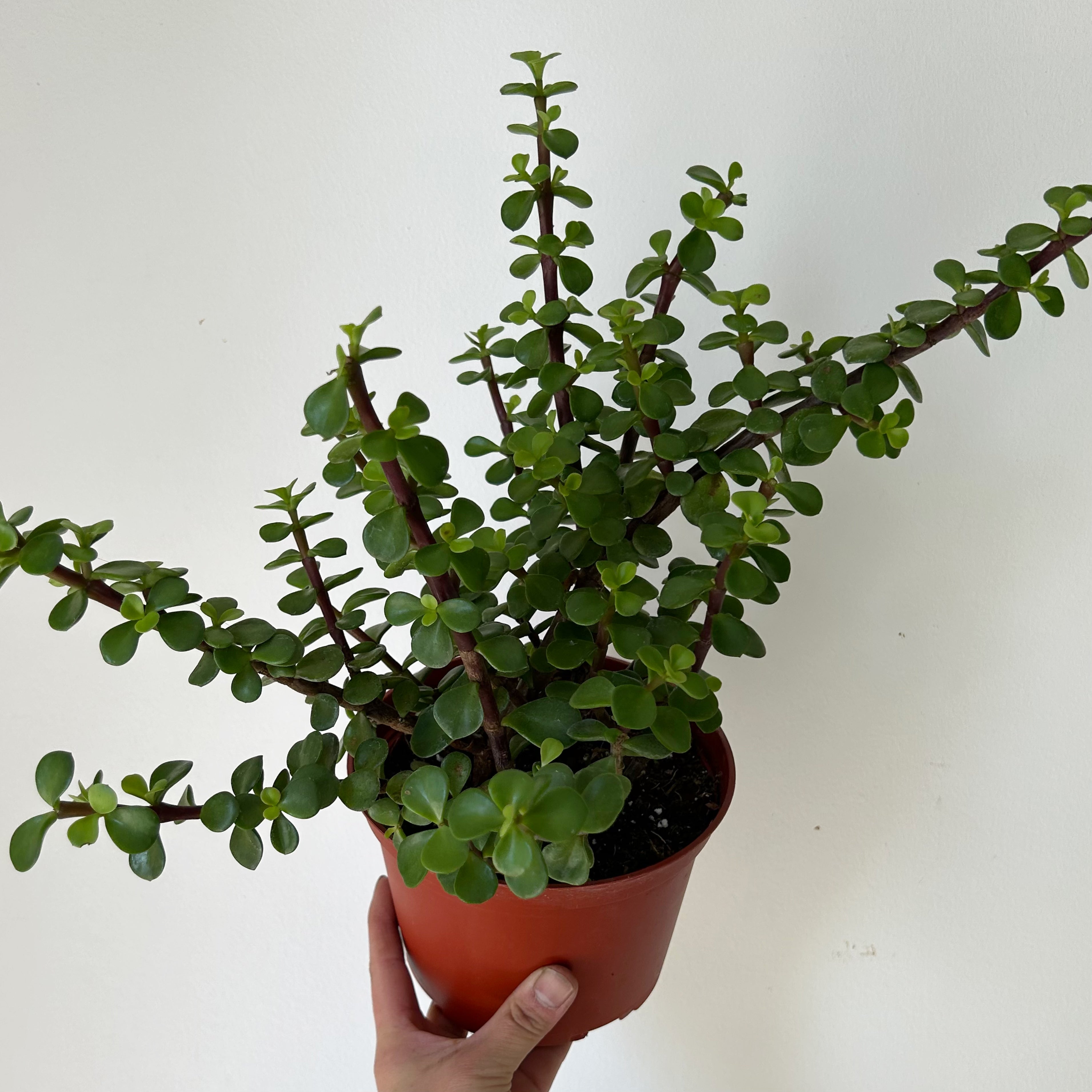 Portulacaria Afra "Elephant Bush" Succulent 6” pot