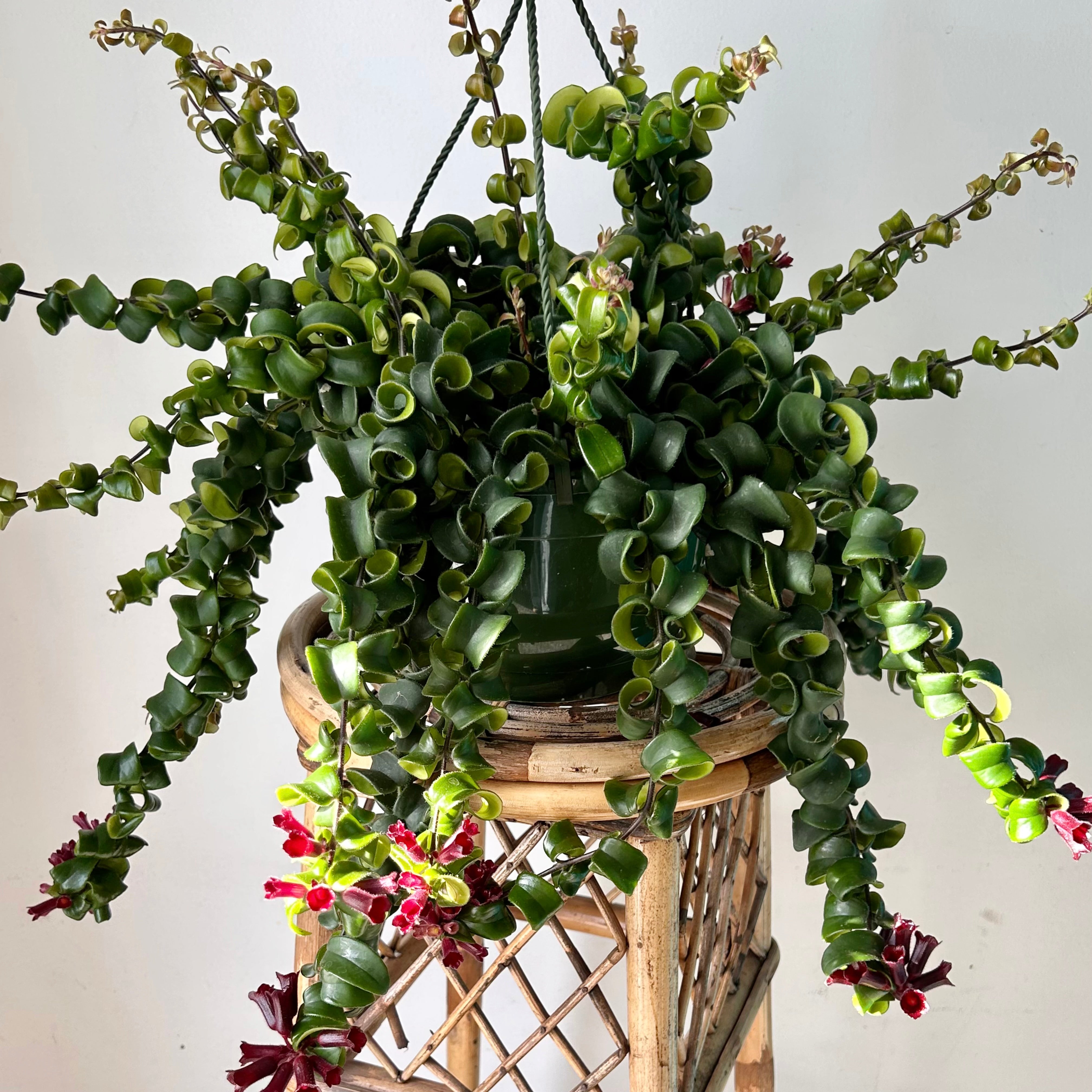 Rasta Lipstick Plant (Aeschynanthus radicans) 8” hanging pot