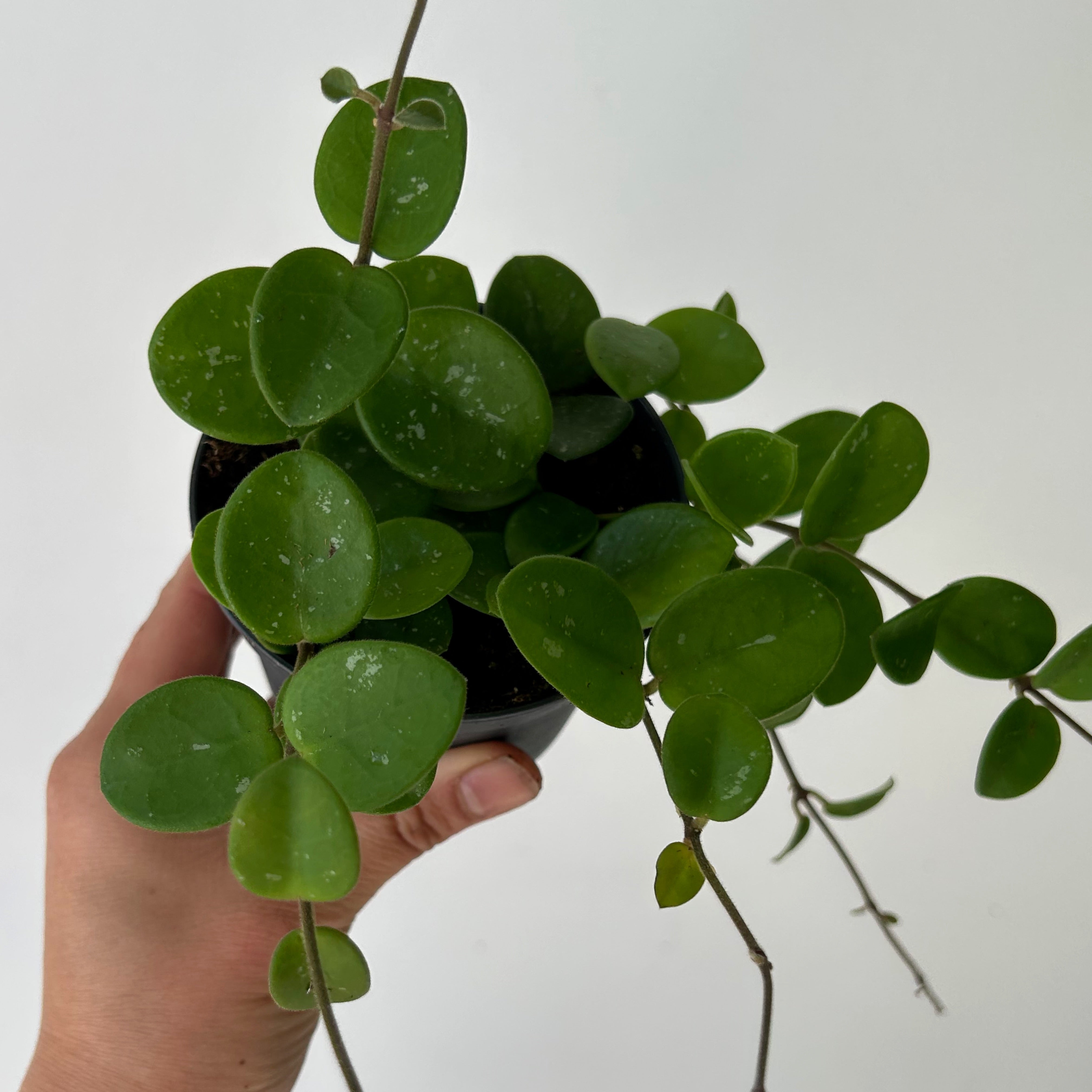 Hoya Mathilde 3.5”pot