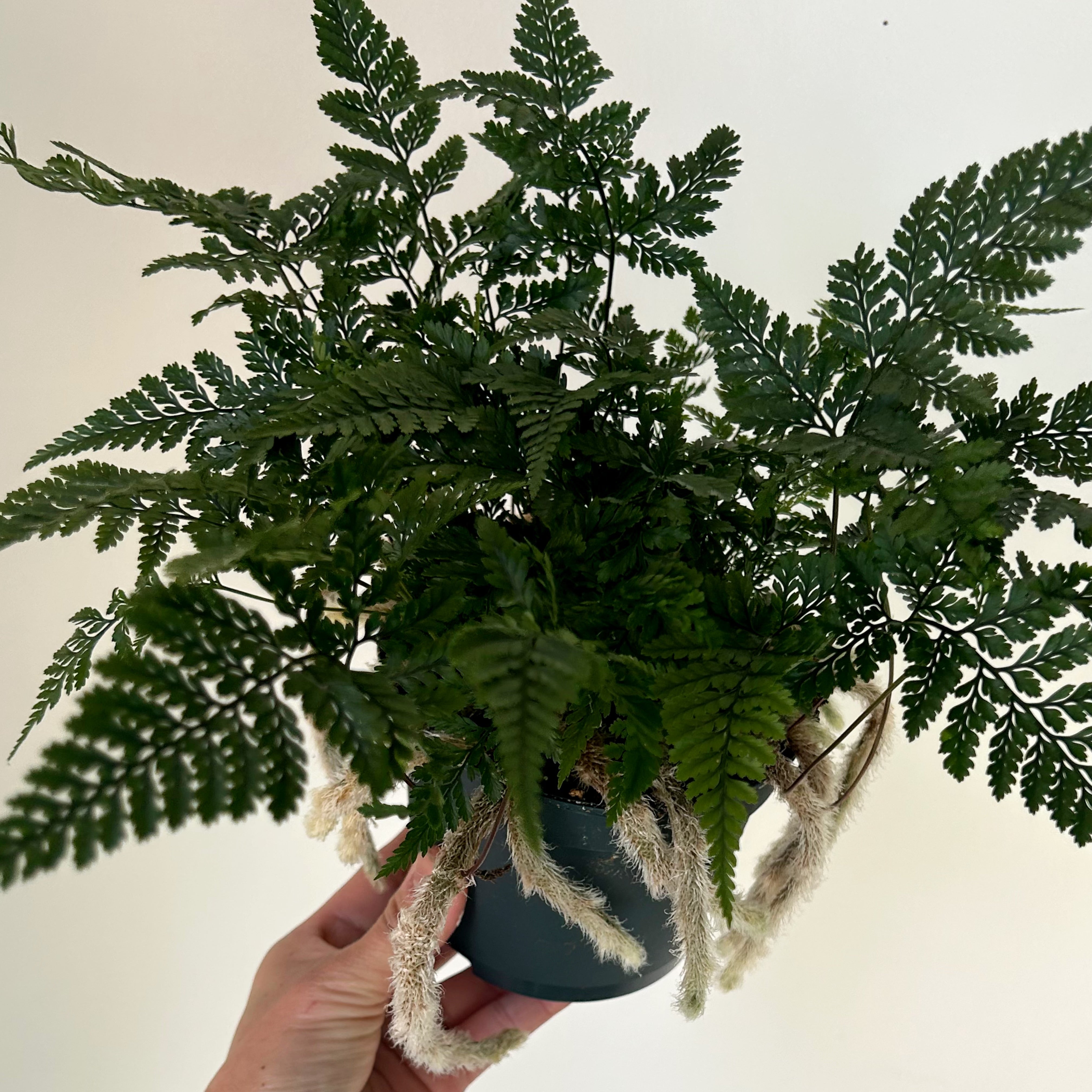 Rabbit Foot Fern (Davallia fejeensis) 5" pot