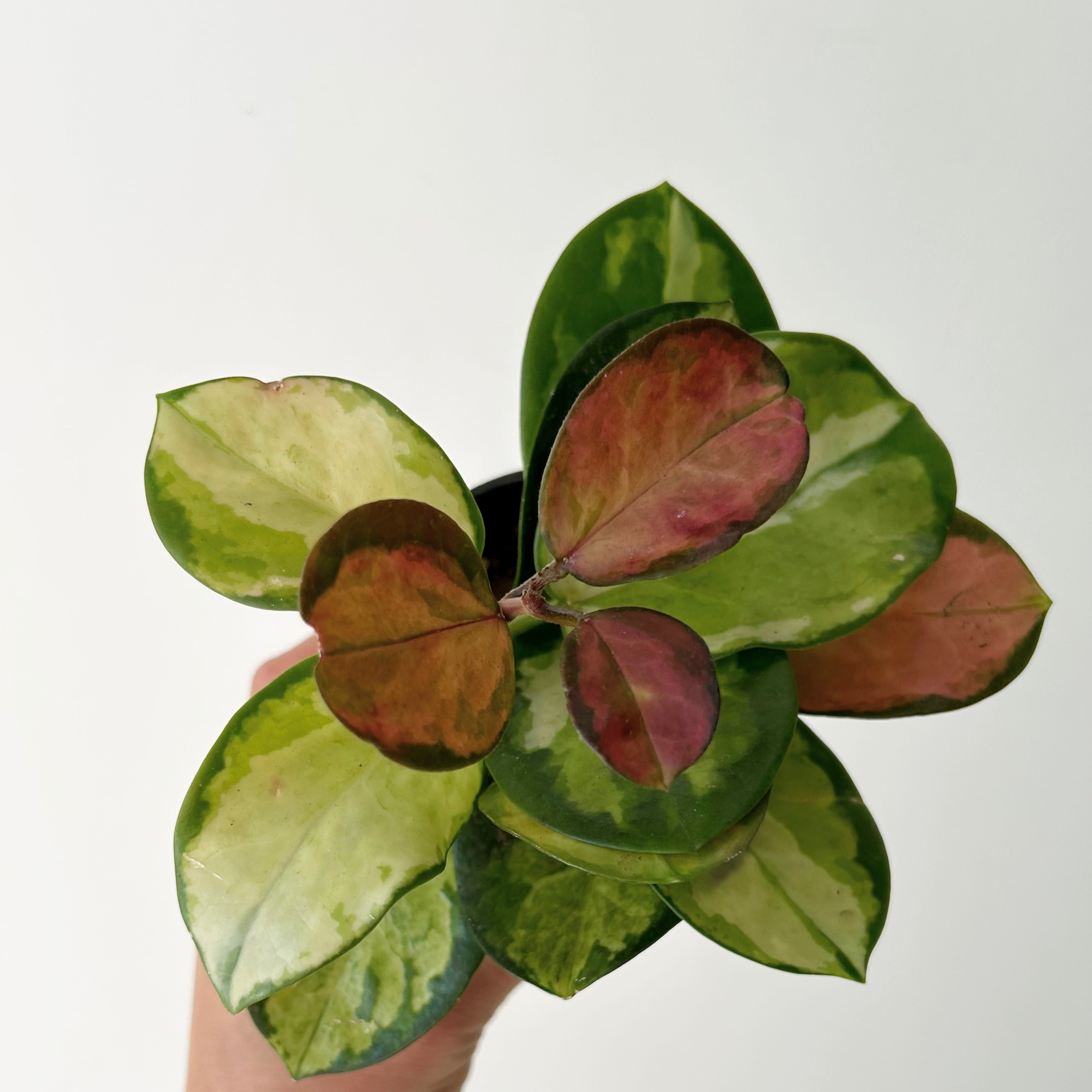Hoya Australis “Lisa” 2.5”pot