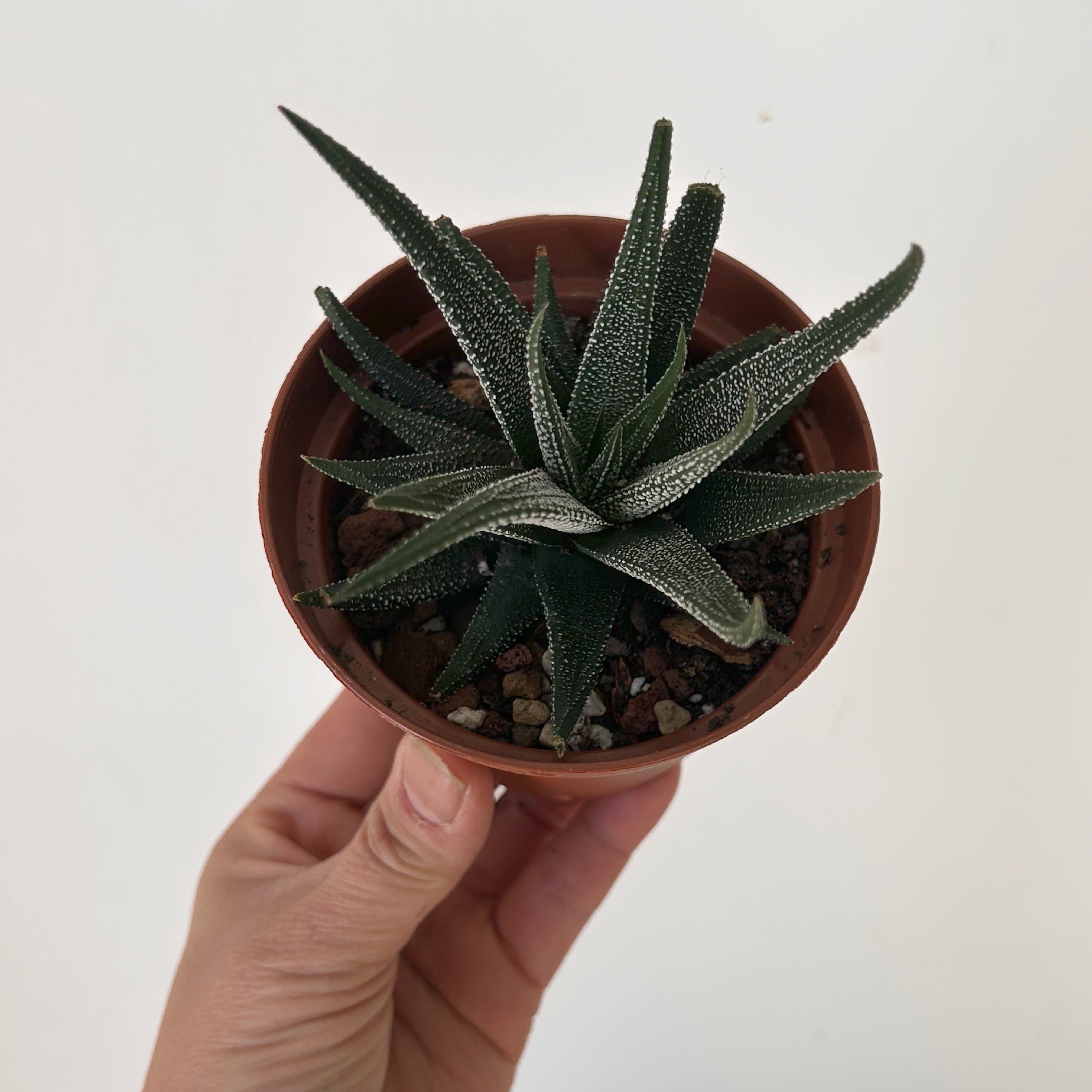 Haworthia Concolour 3.5”pot