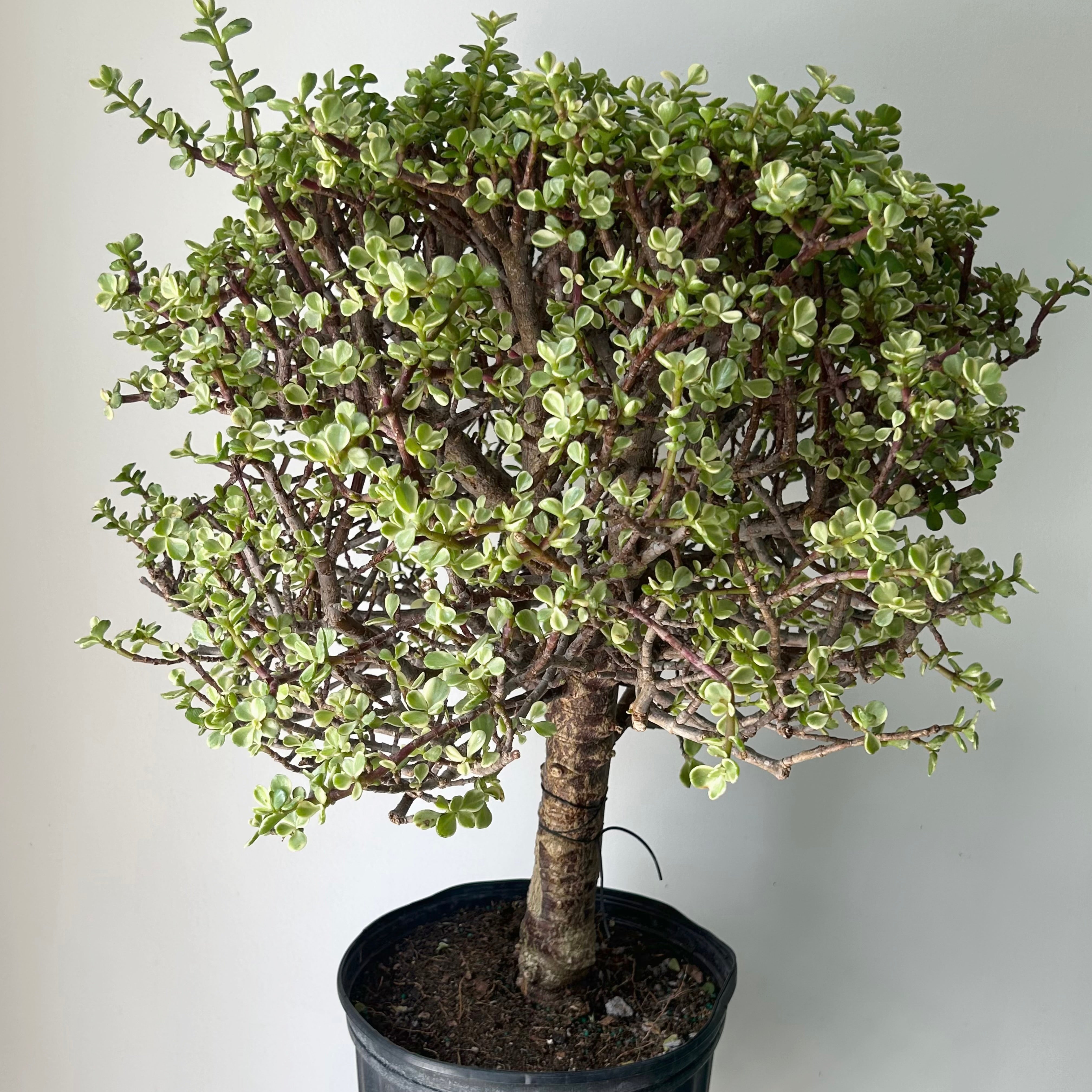 Elephant Bush Succulent Bonsai Form (Portulacaria Afra) approximately 3ft tall in 10”pot