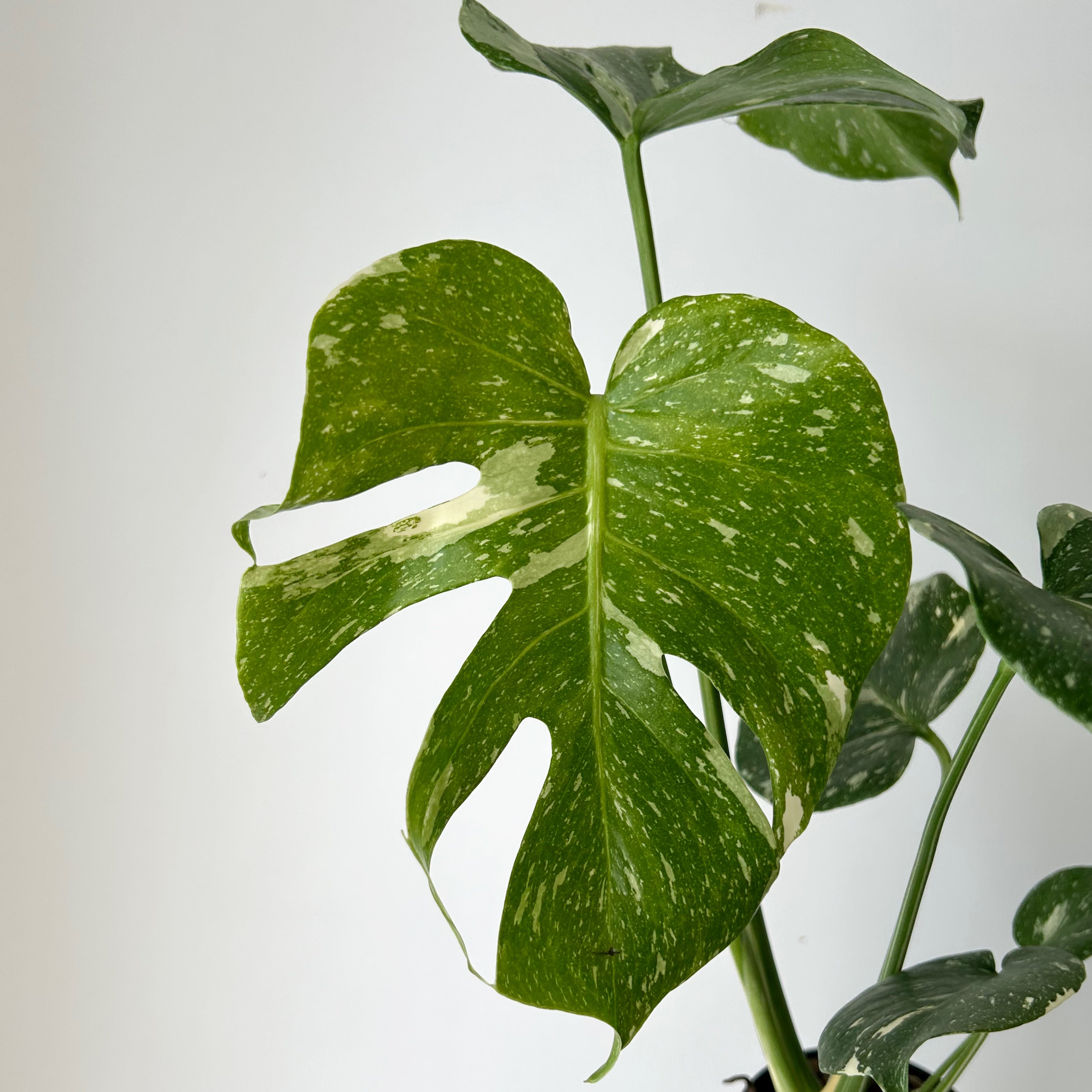 Monstera “Thai Constellation" 3.5”pot