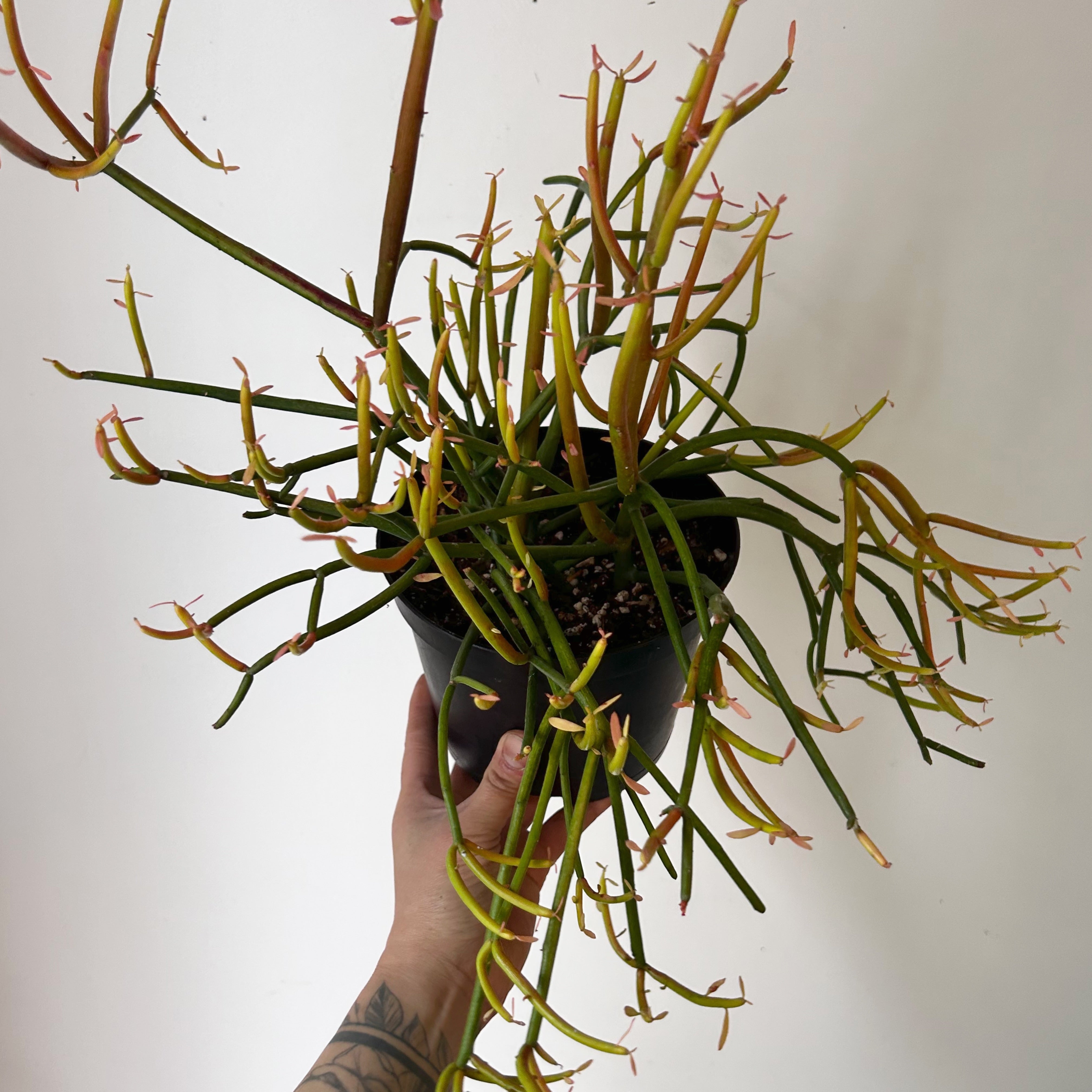 Pencil Cactus Firesticks (Euphorbia Tirucalli)  6" pot