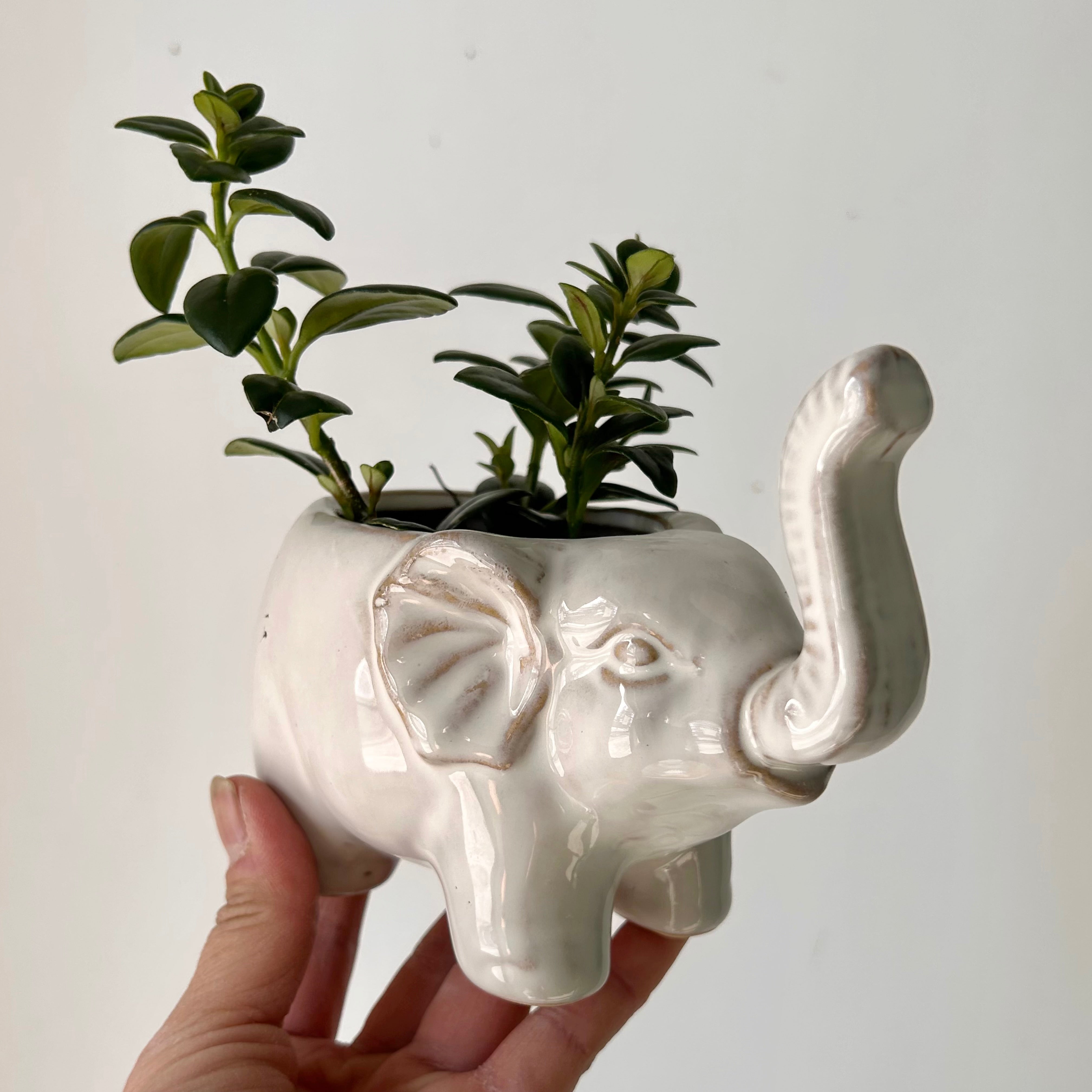 ELEPHANT Decorative Ceramic Pot (3”x3”)