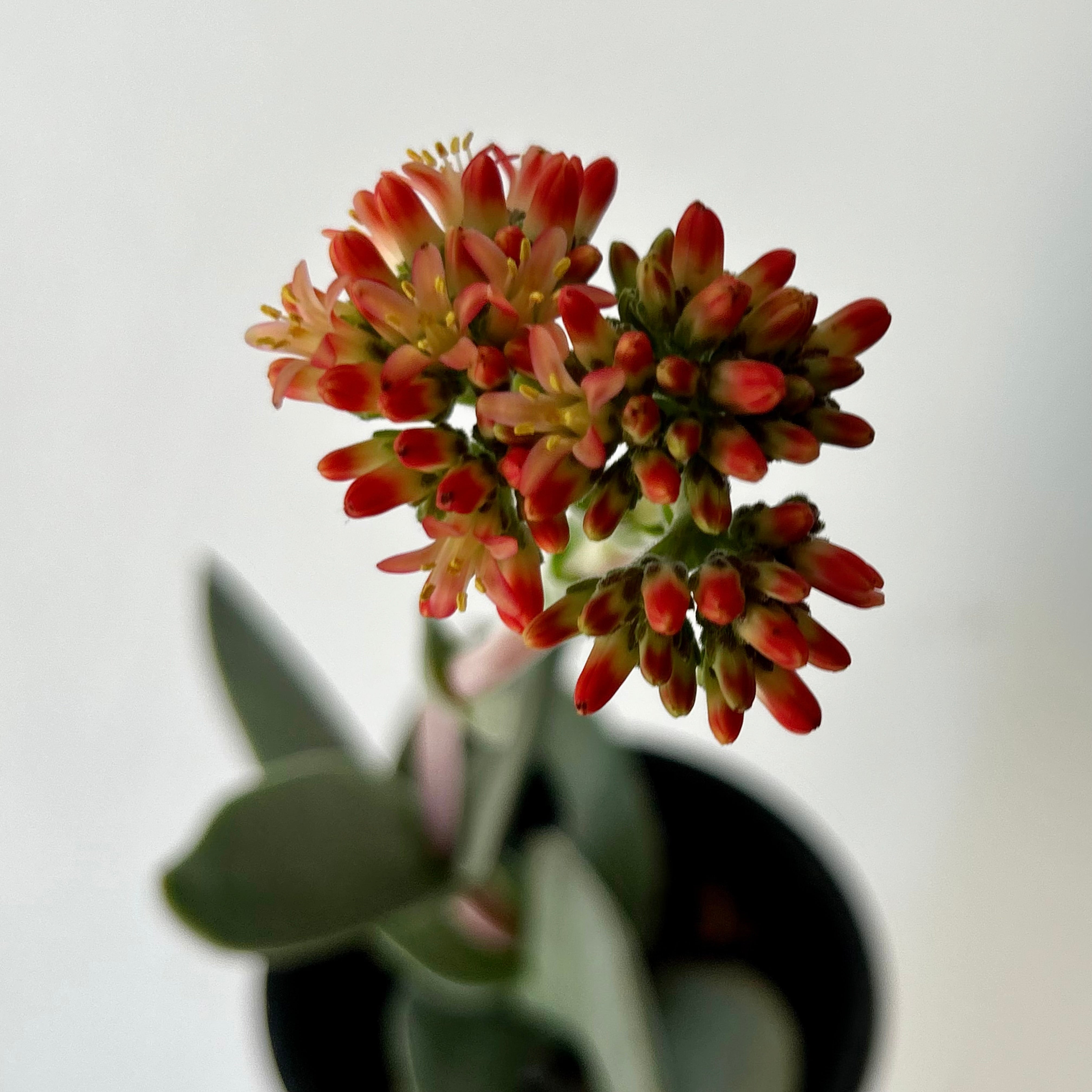 Propeller Succulent (Crassula falcata) 4”pot